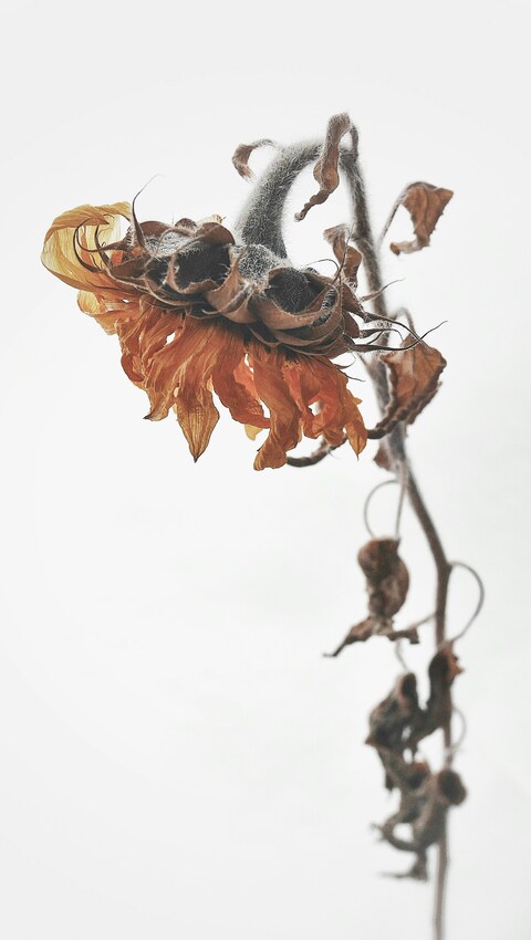 Dried Wilted Sunflower