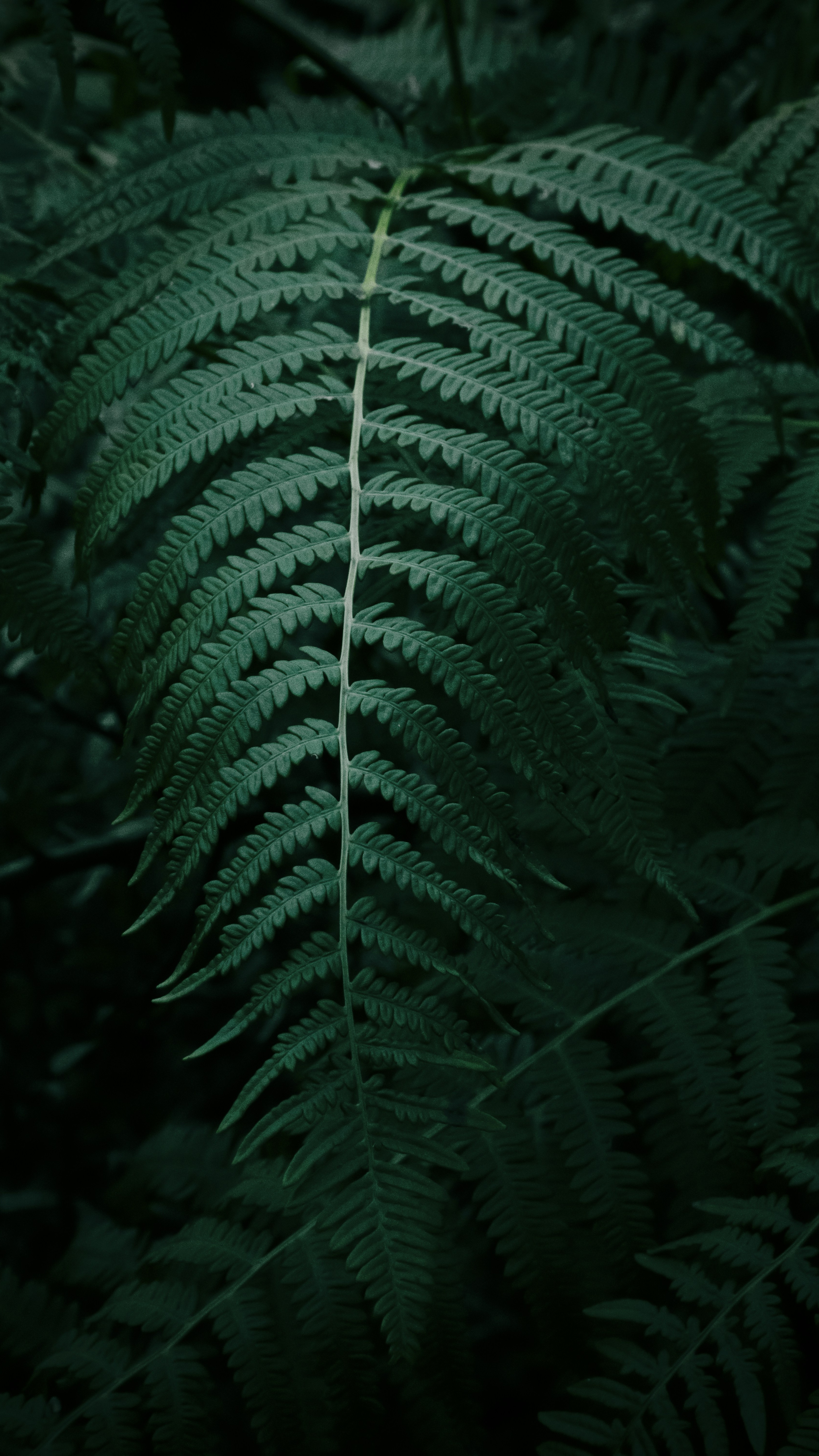 Forest & Flora