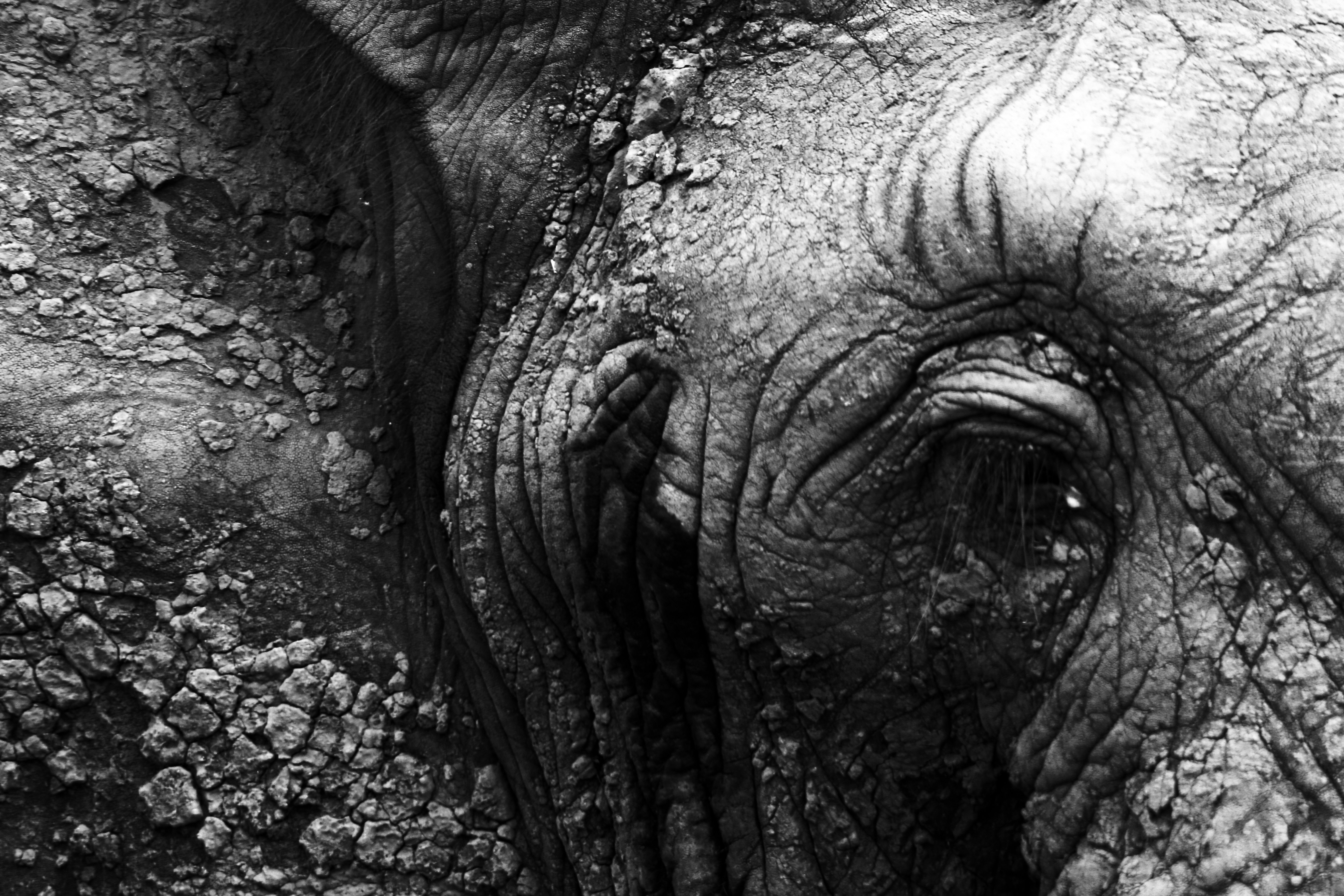 Black and White Close-up of Elephant Face