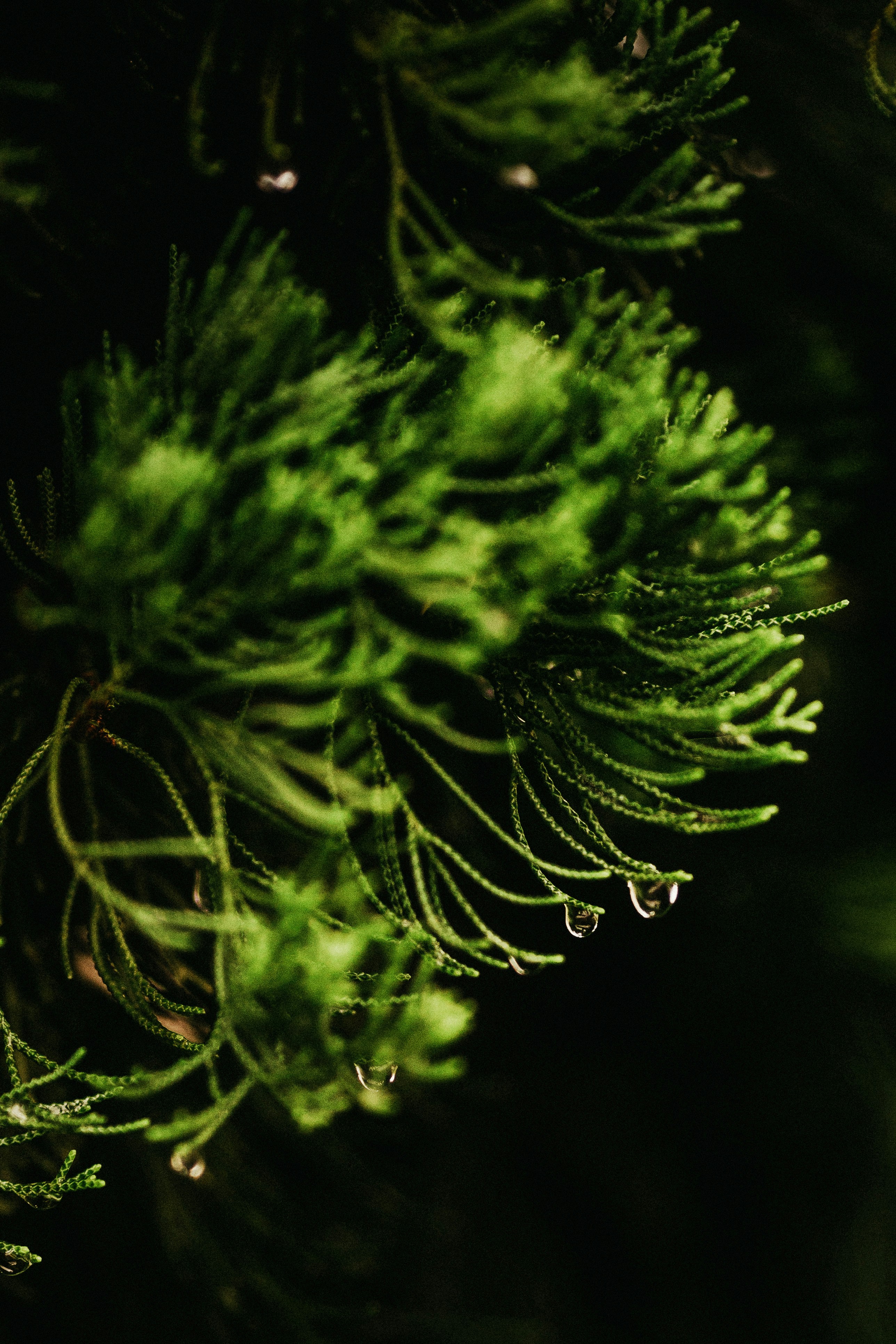 Conifer Branches with Raindrops