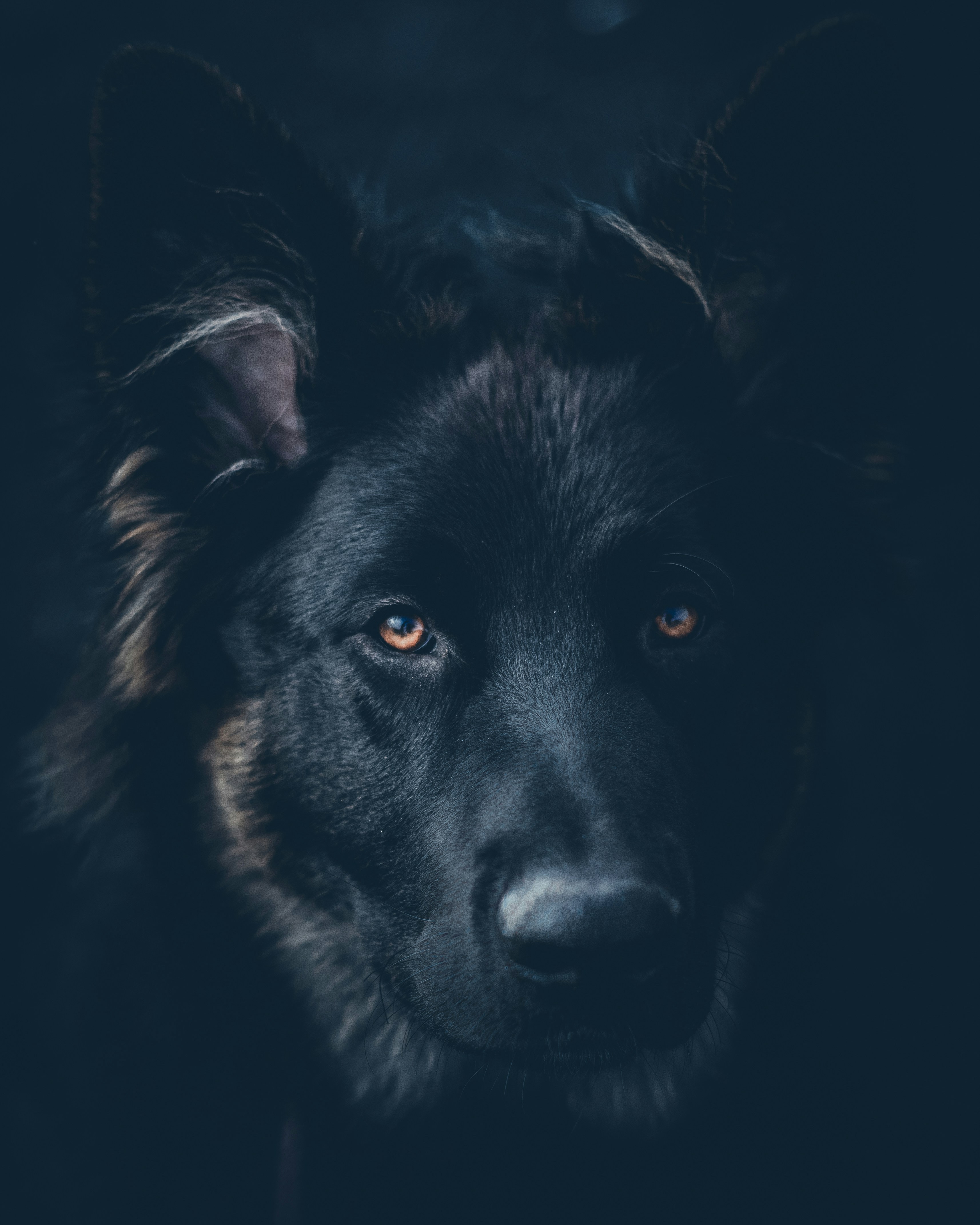 Close-up Portrait of Black German Shepherd