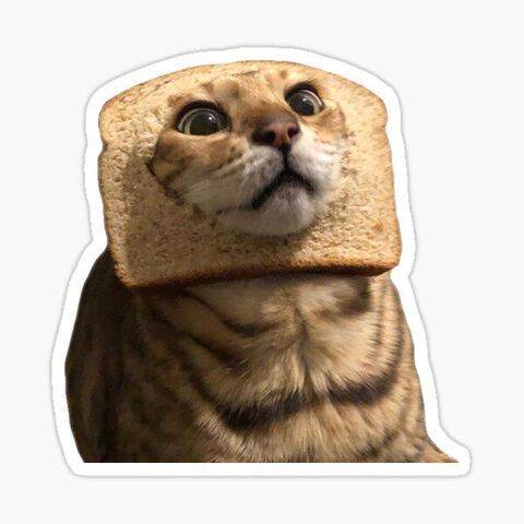 Surprised Cat With Bread On Head