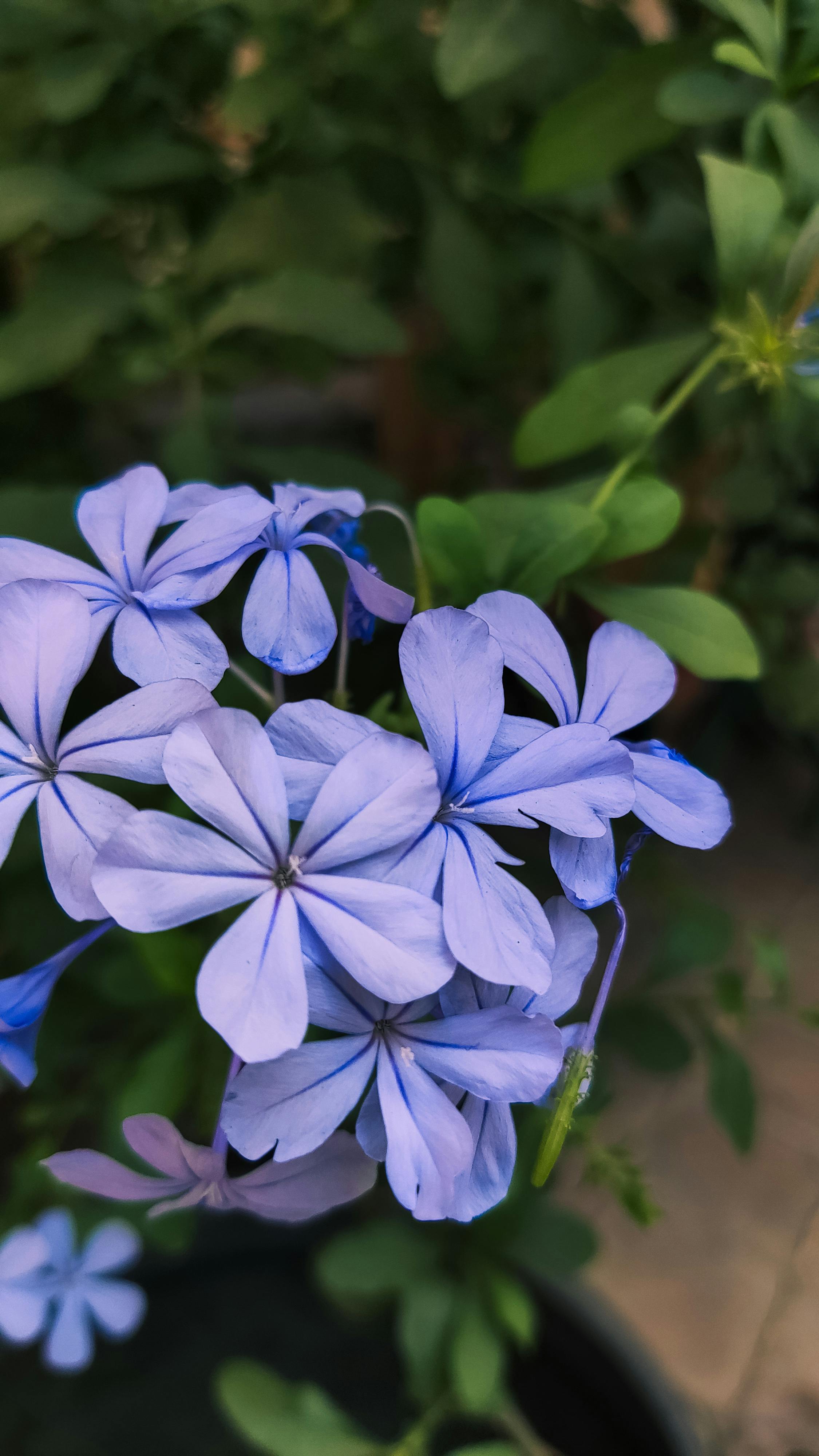 Cluster of Soft Blue Plumbago Flowers