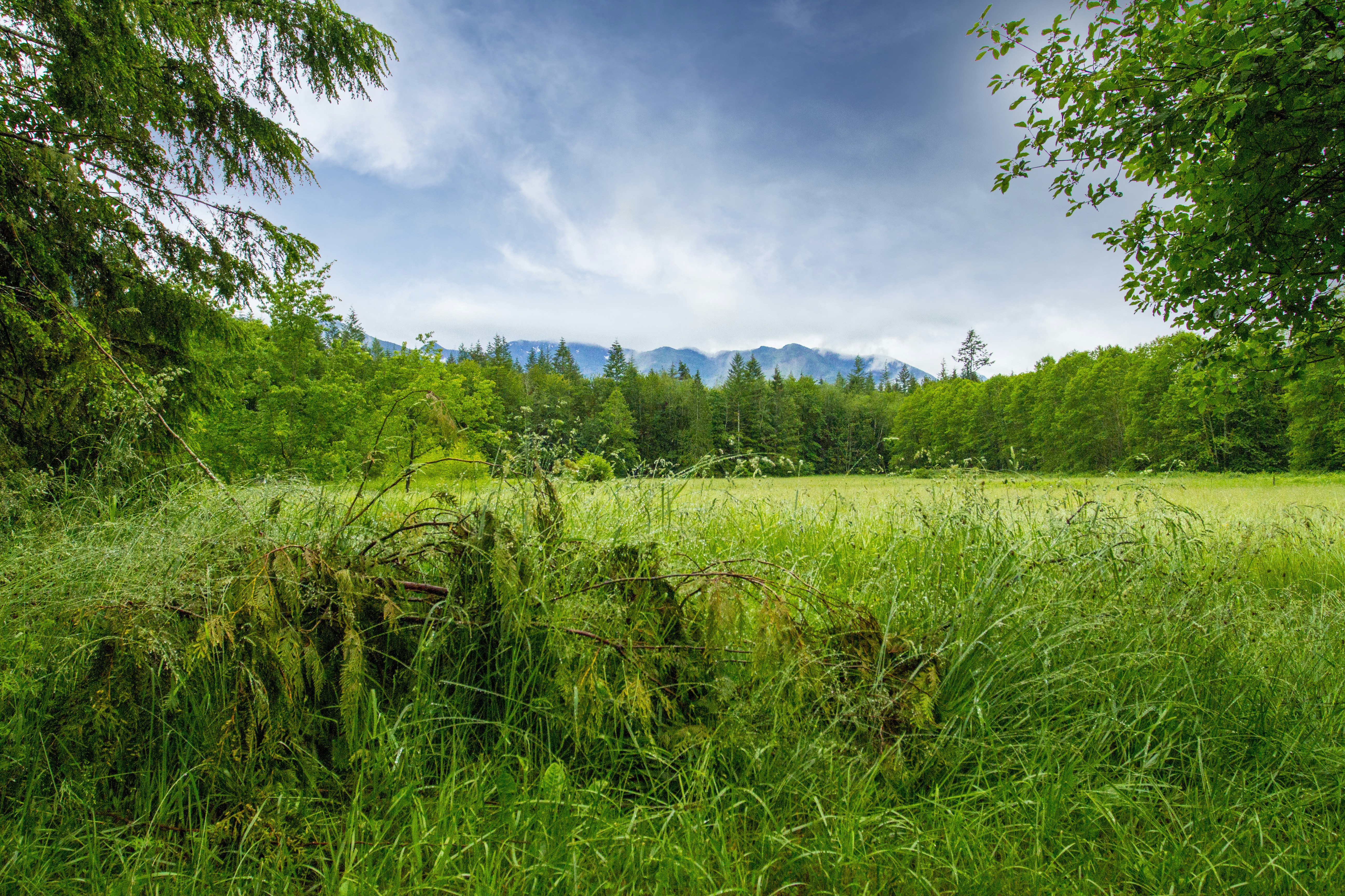 Meadow and Forest with Distant Mountains