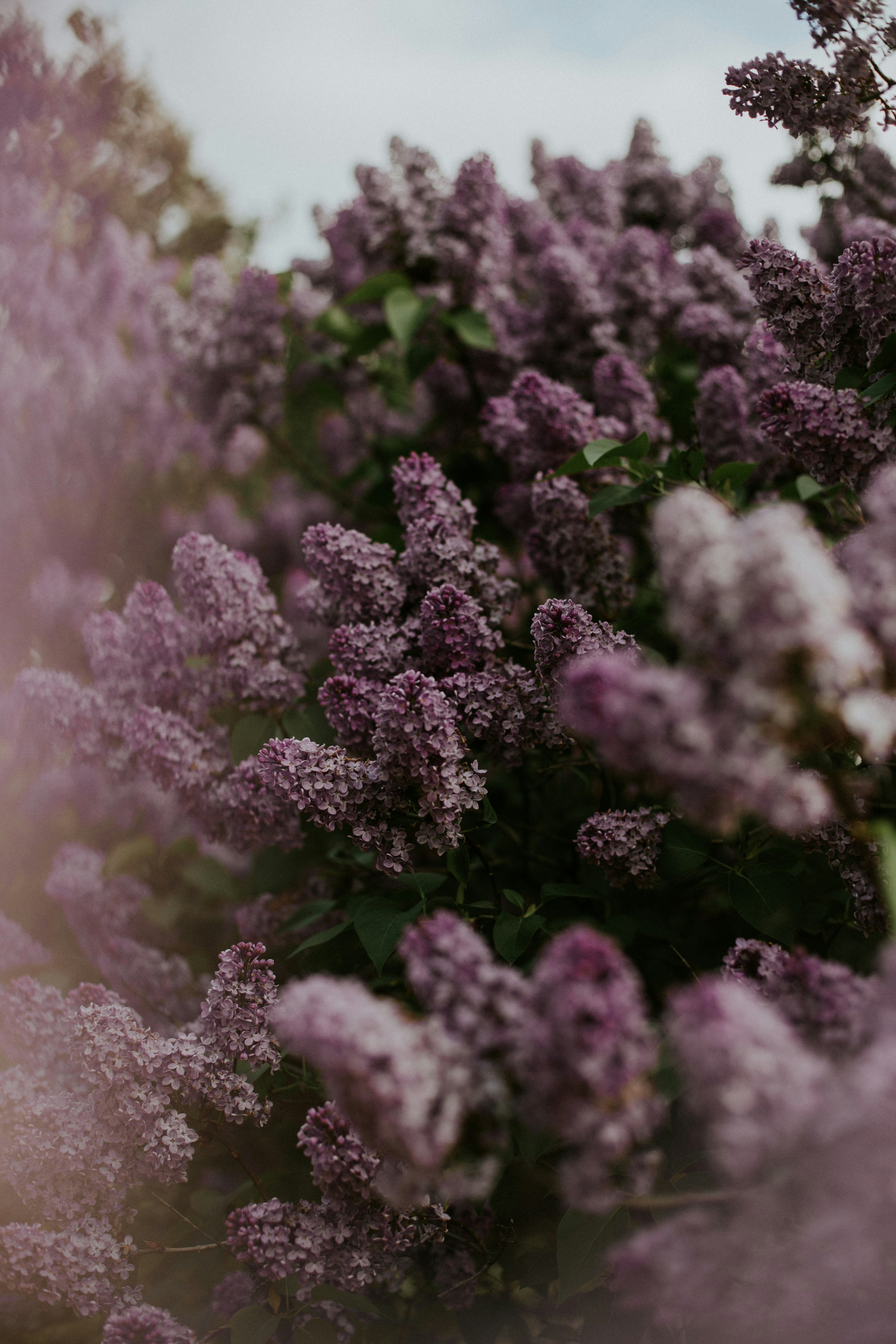 Blooming Purple Lilac Bushes