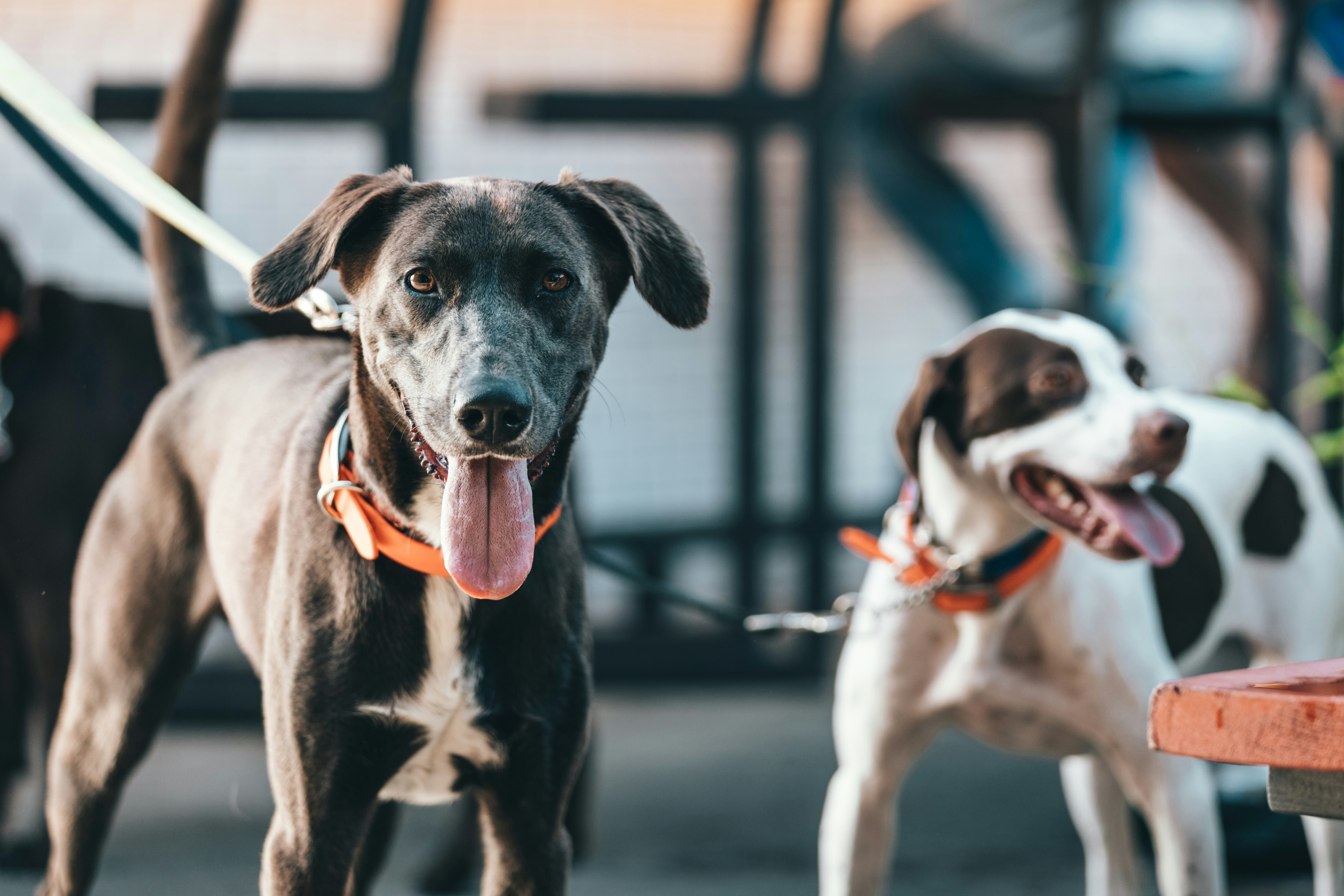 Two Leashed Dogs Resting Outdoors