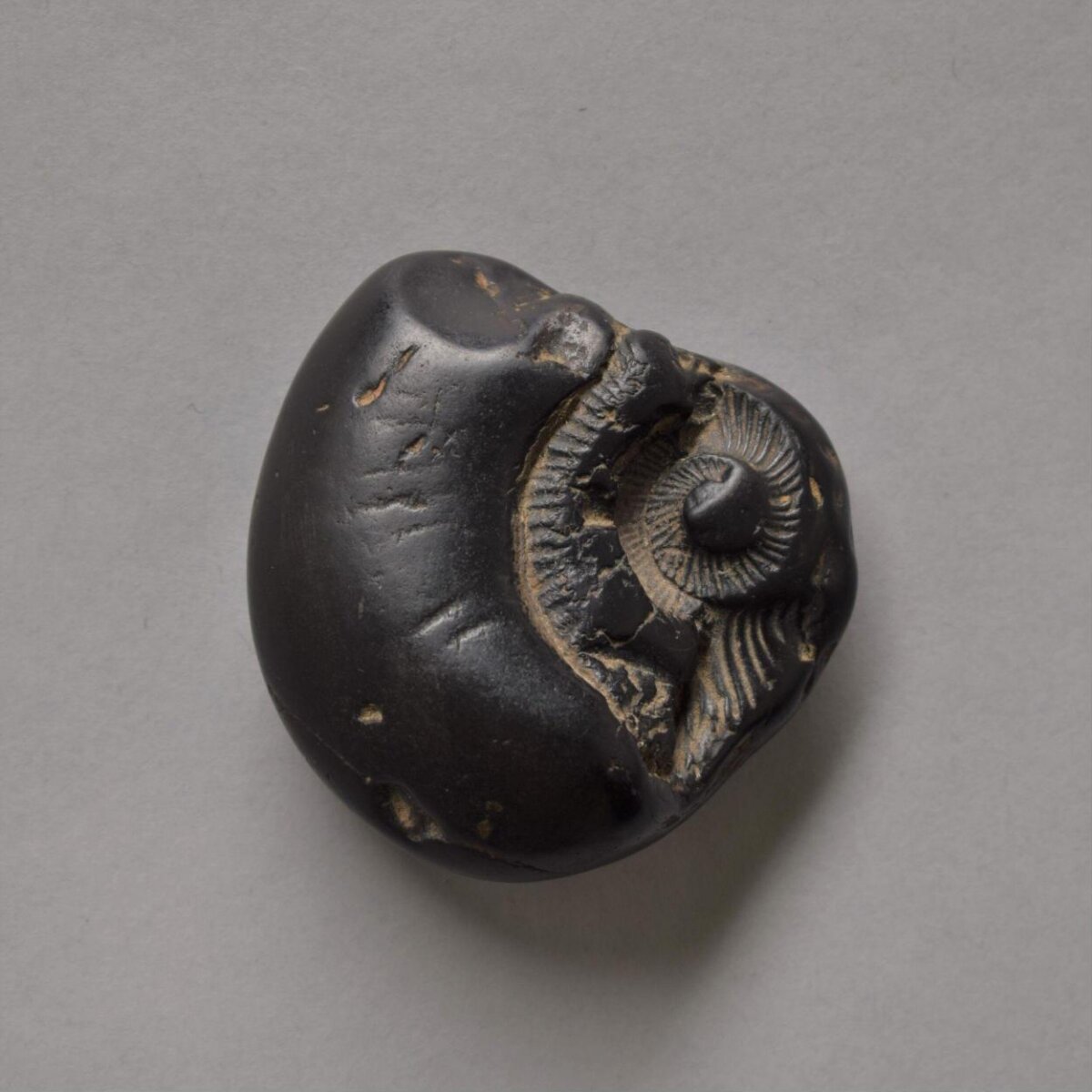 Black Polished Ammonite Fossil