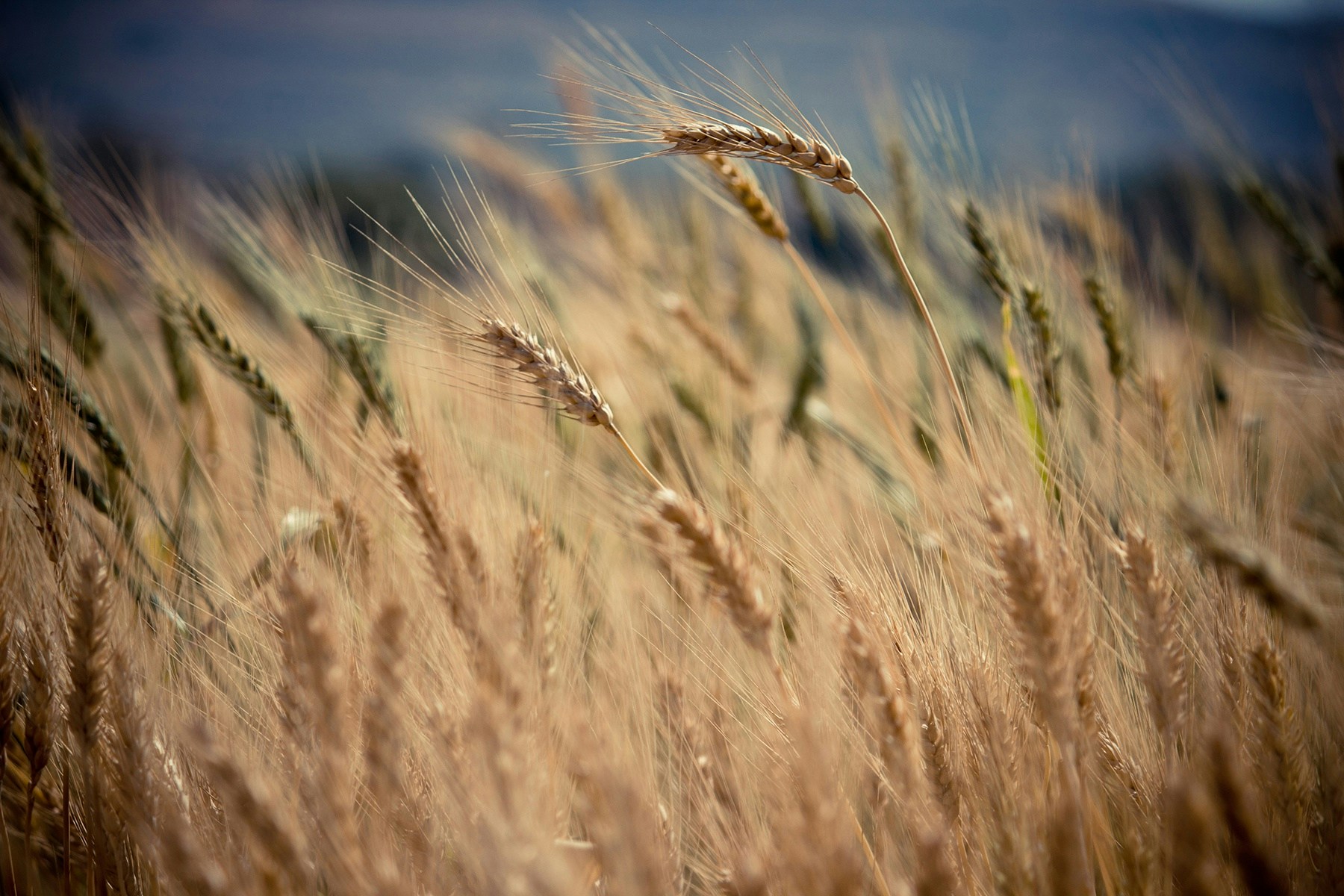 Golden Wheat Field