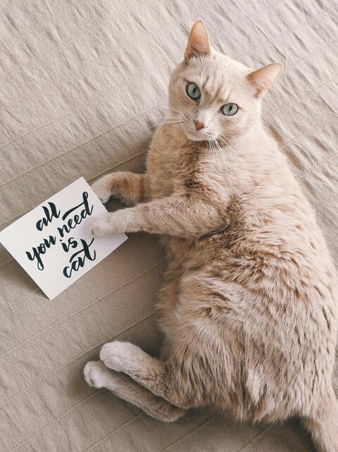 Pale Cat With 'All You Need Is Cat' Card