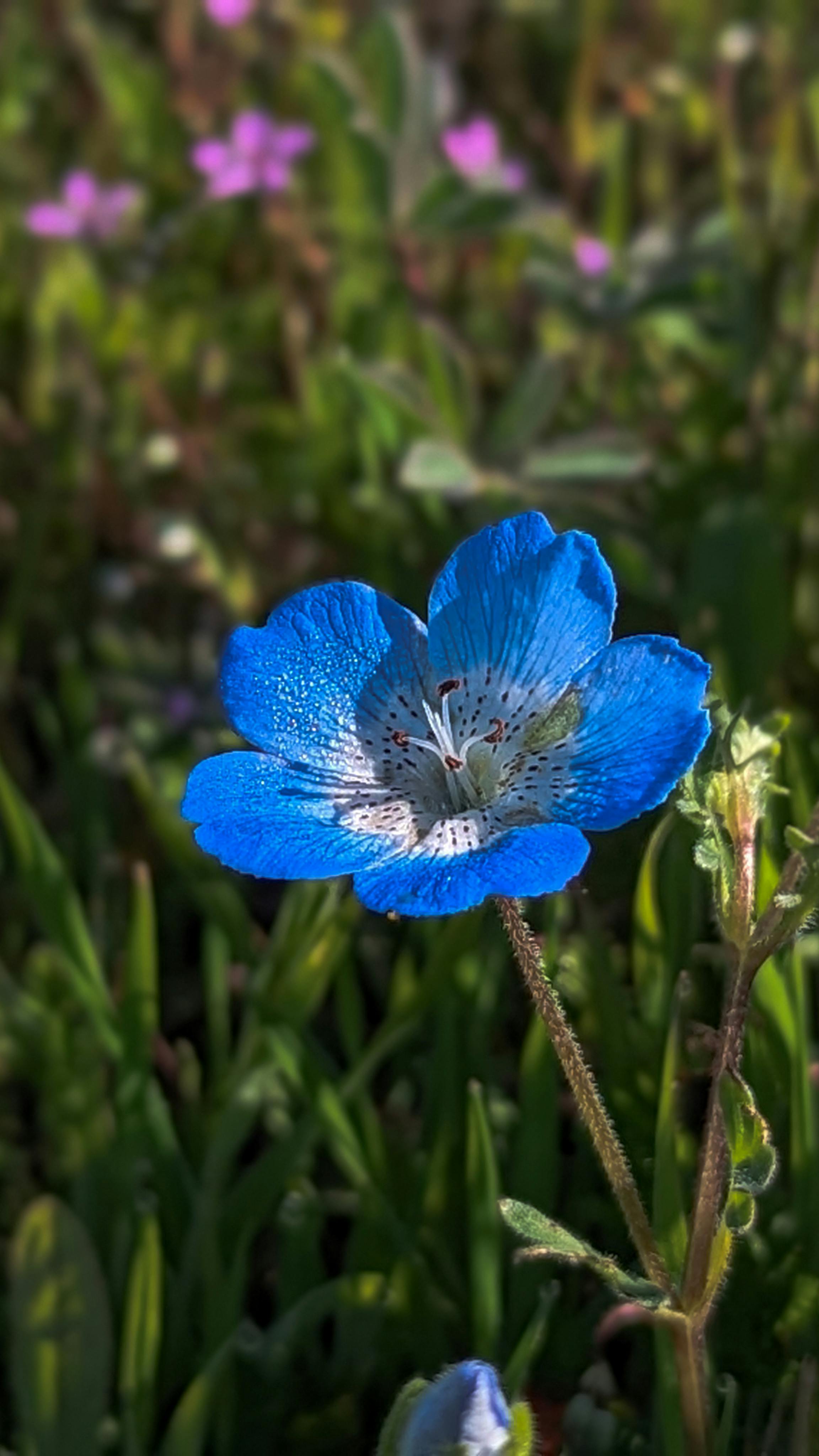 Vivid Blue Wildflower in Meadow