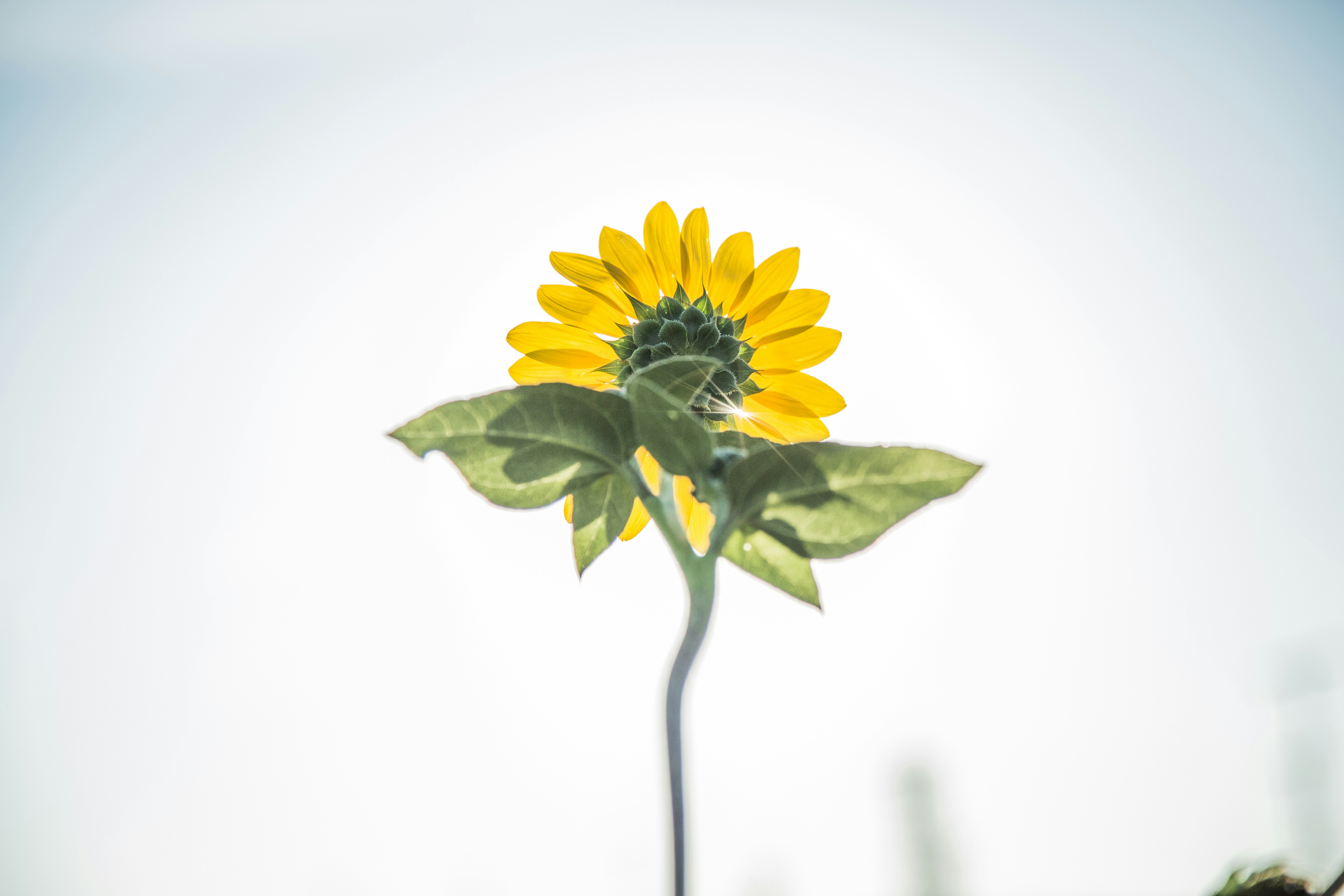 Backlit Sunflower Against Bright Sky