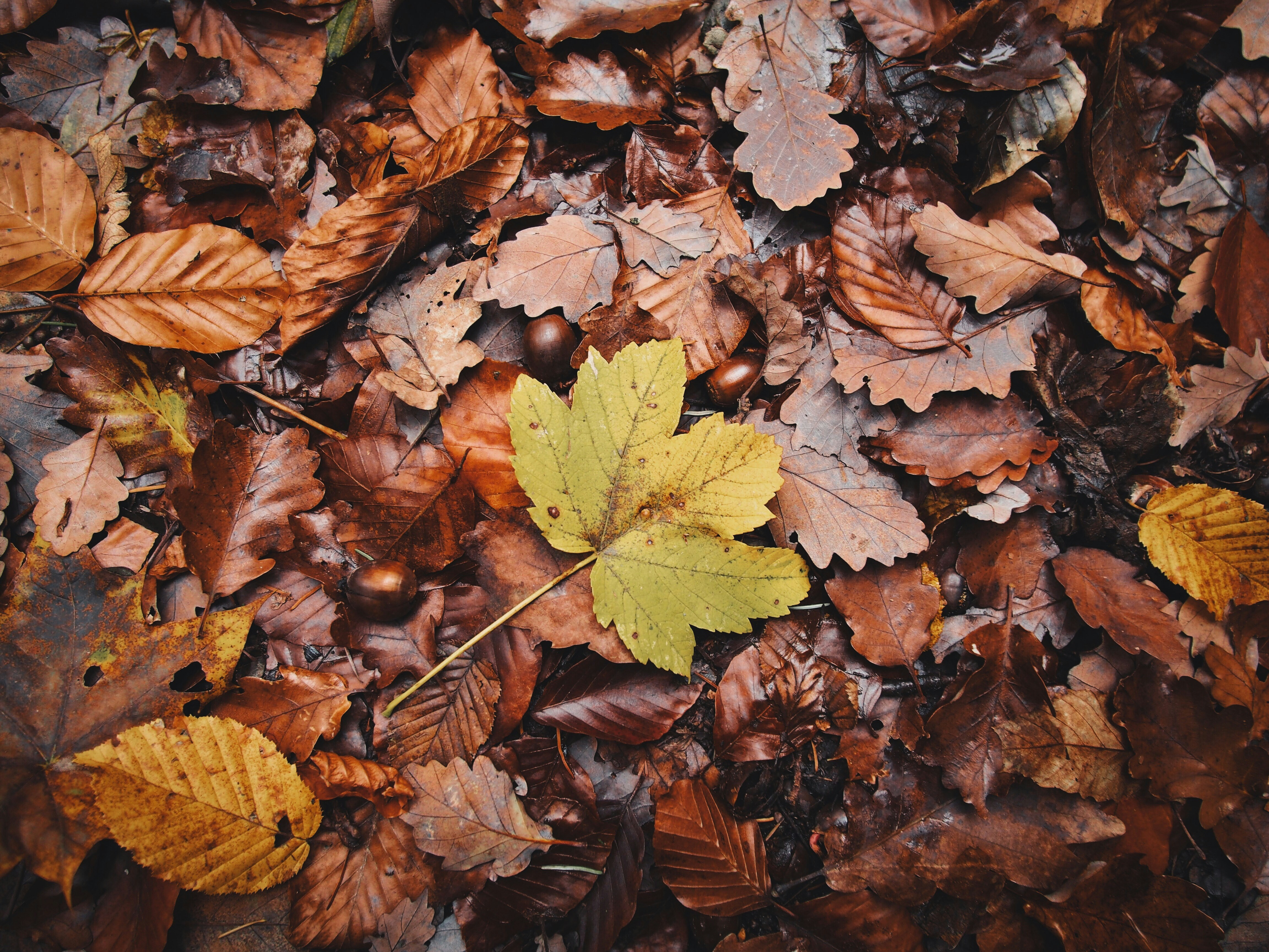 Autumn Fallen Leaves and Acorns