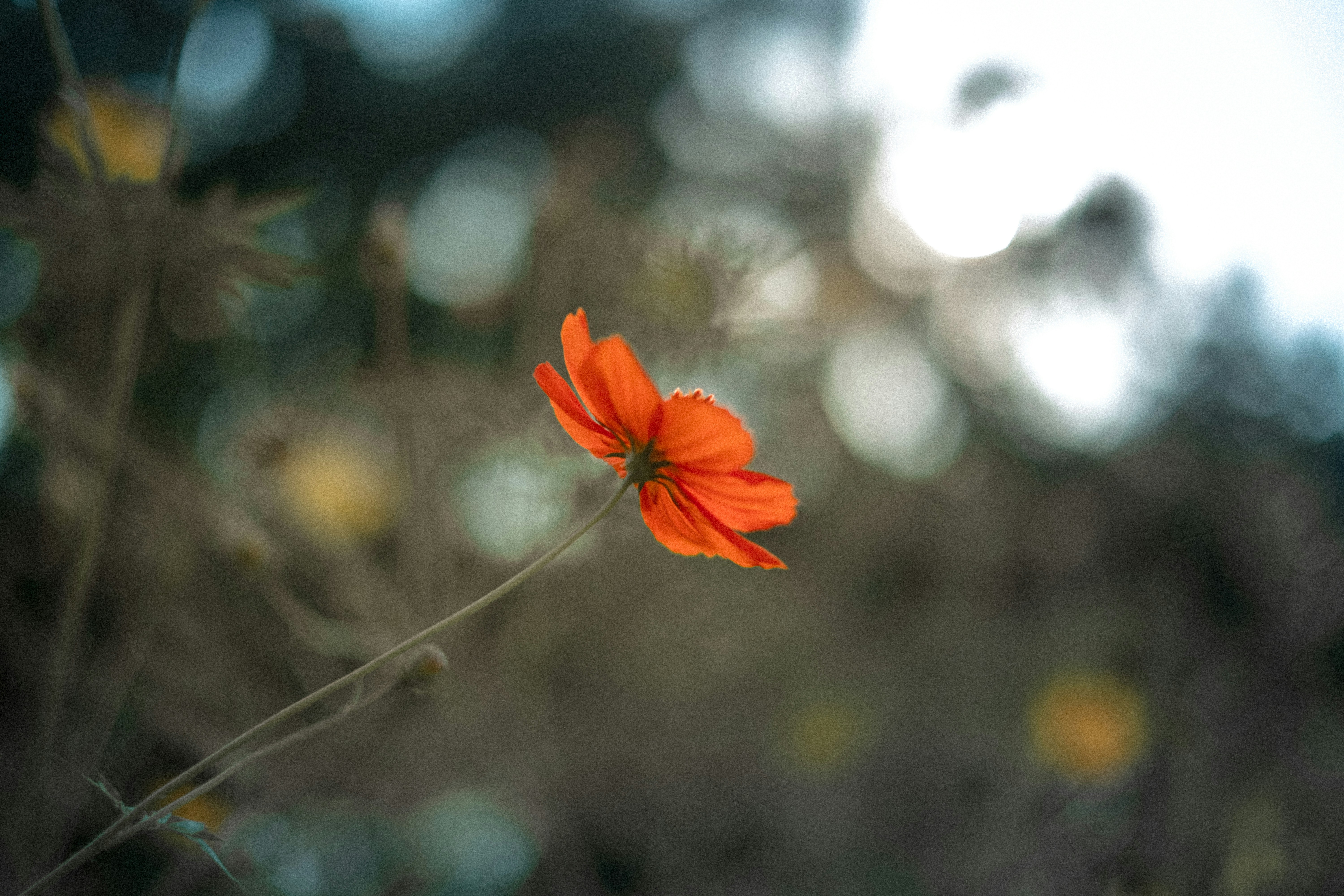 Orange Wild Cosmos Flower