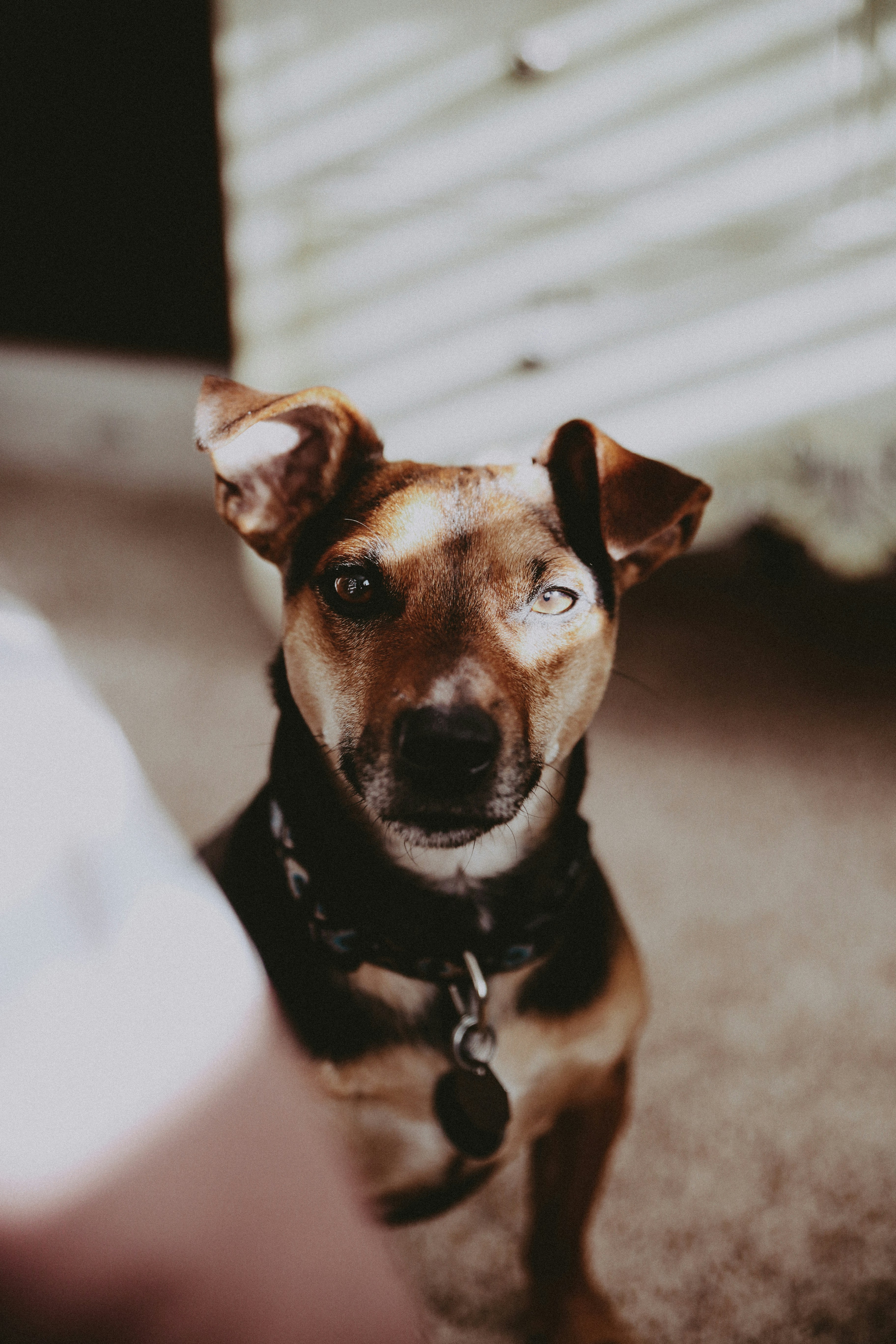 Odd-eyed Dog Staring At Camera