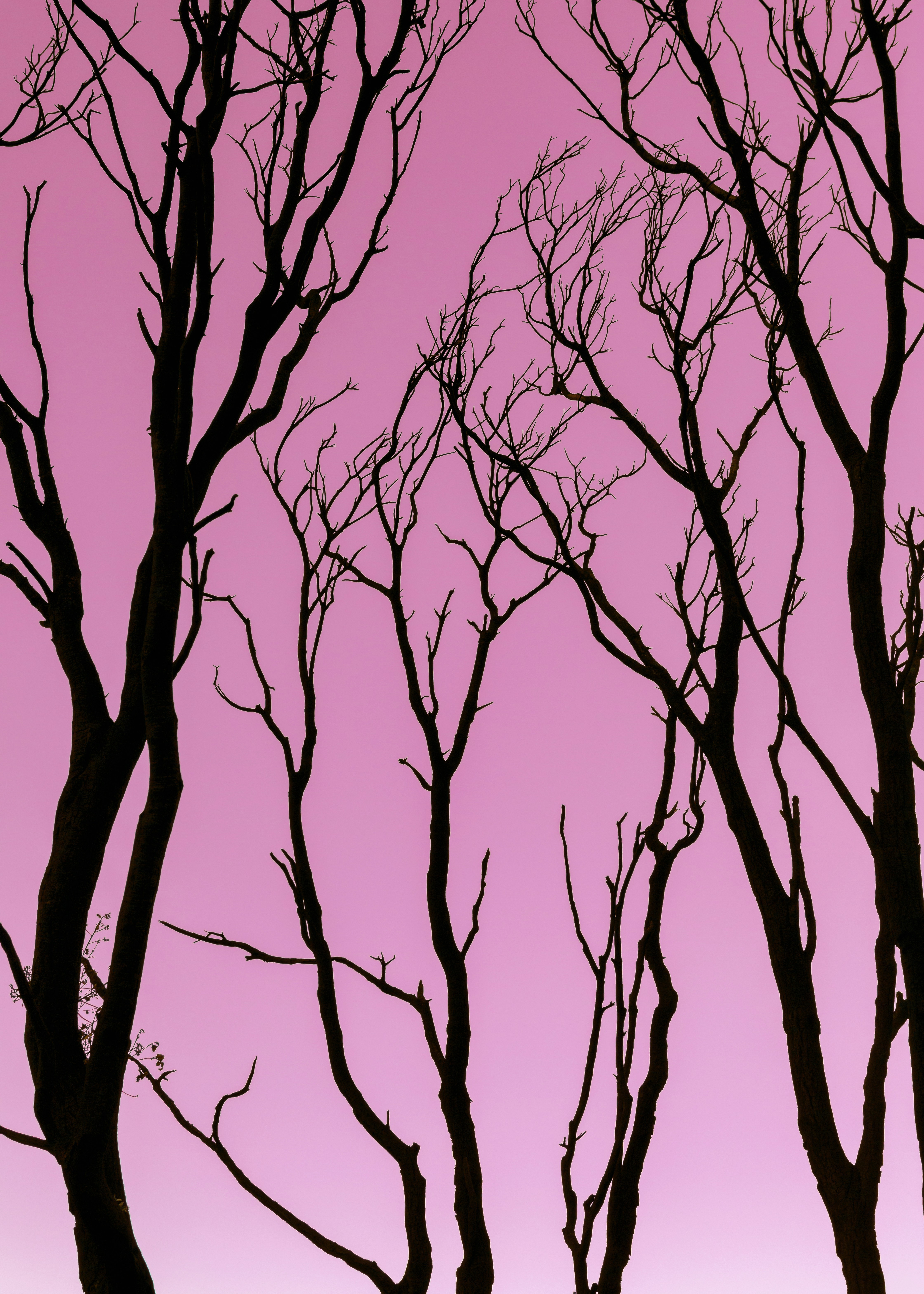 Bare Tree Silhouettes Against Pink Sky