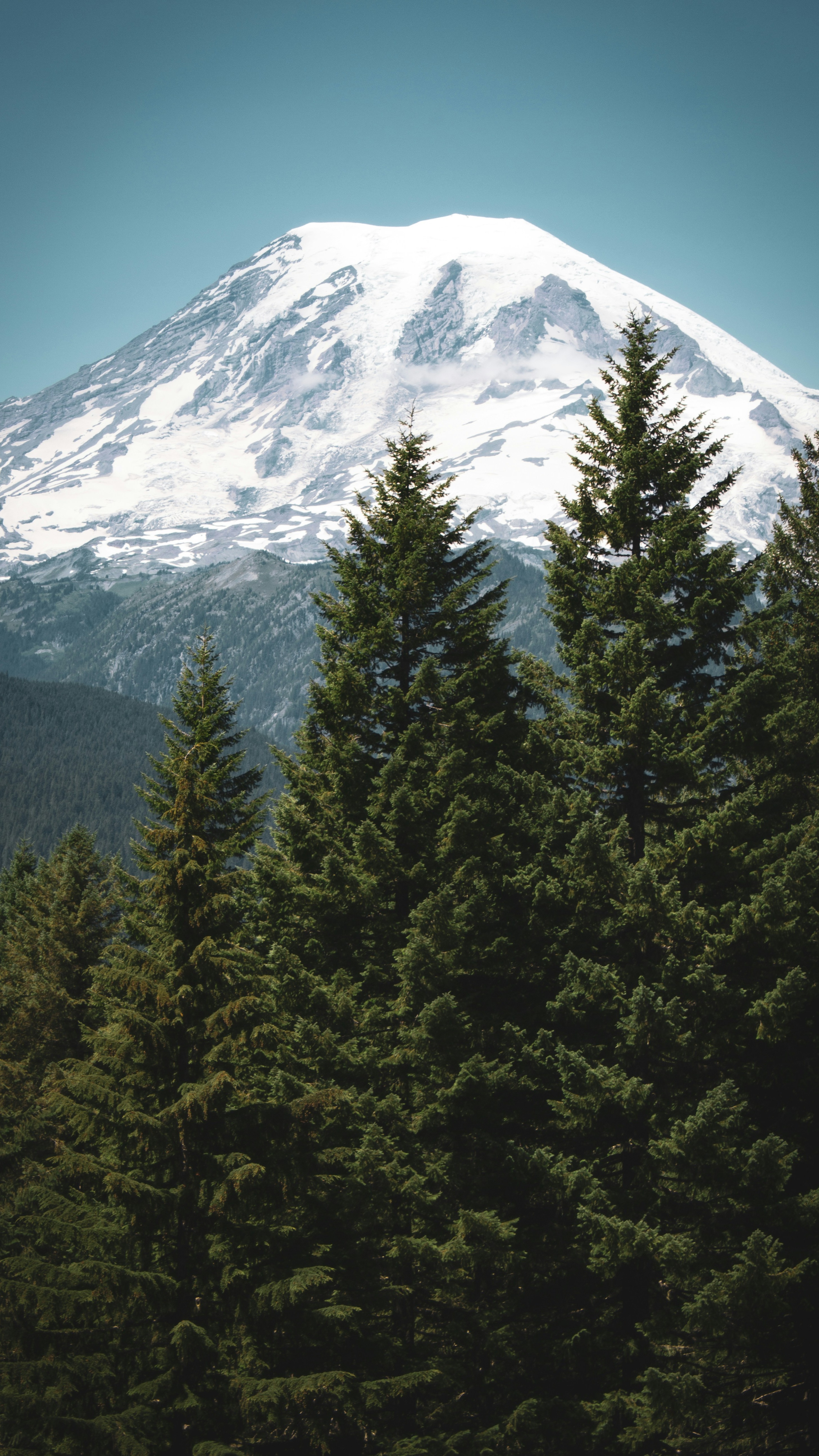 Snow-Capped Mount Rainier Behind Pine Forest