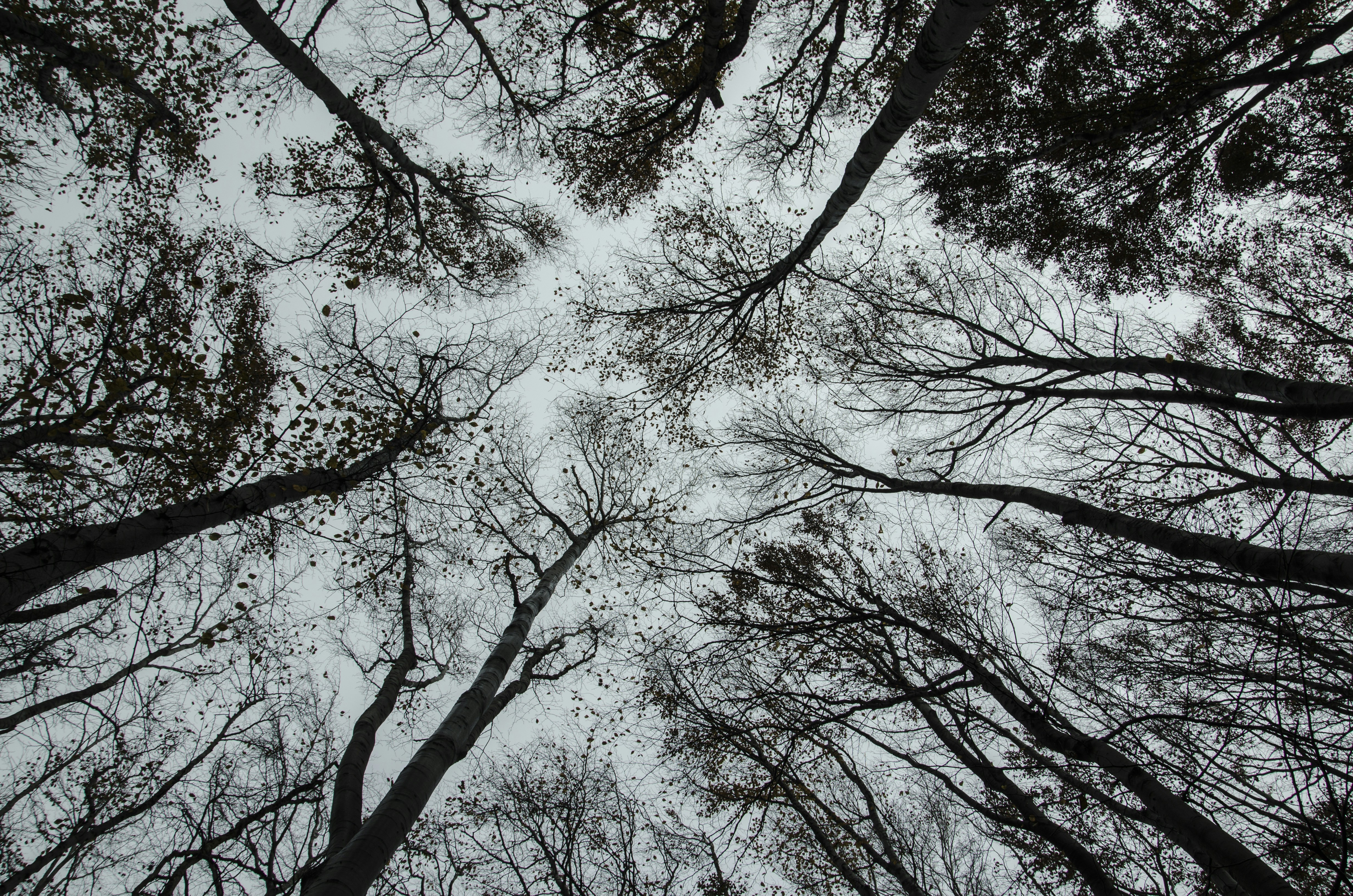 Upward View of Autumn Forest Trees