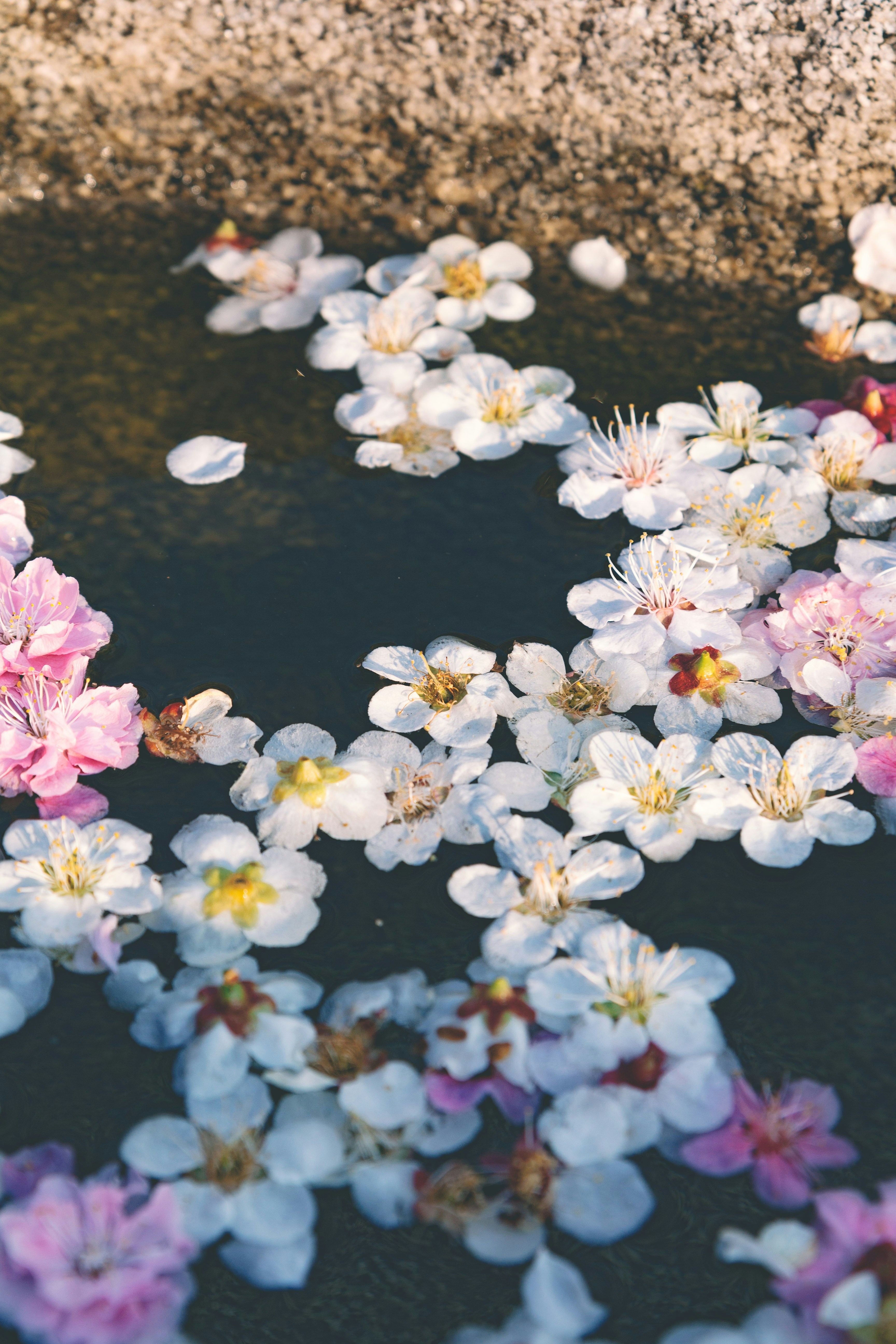 Fallen Blossoms on Water