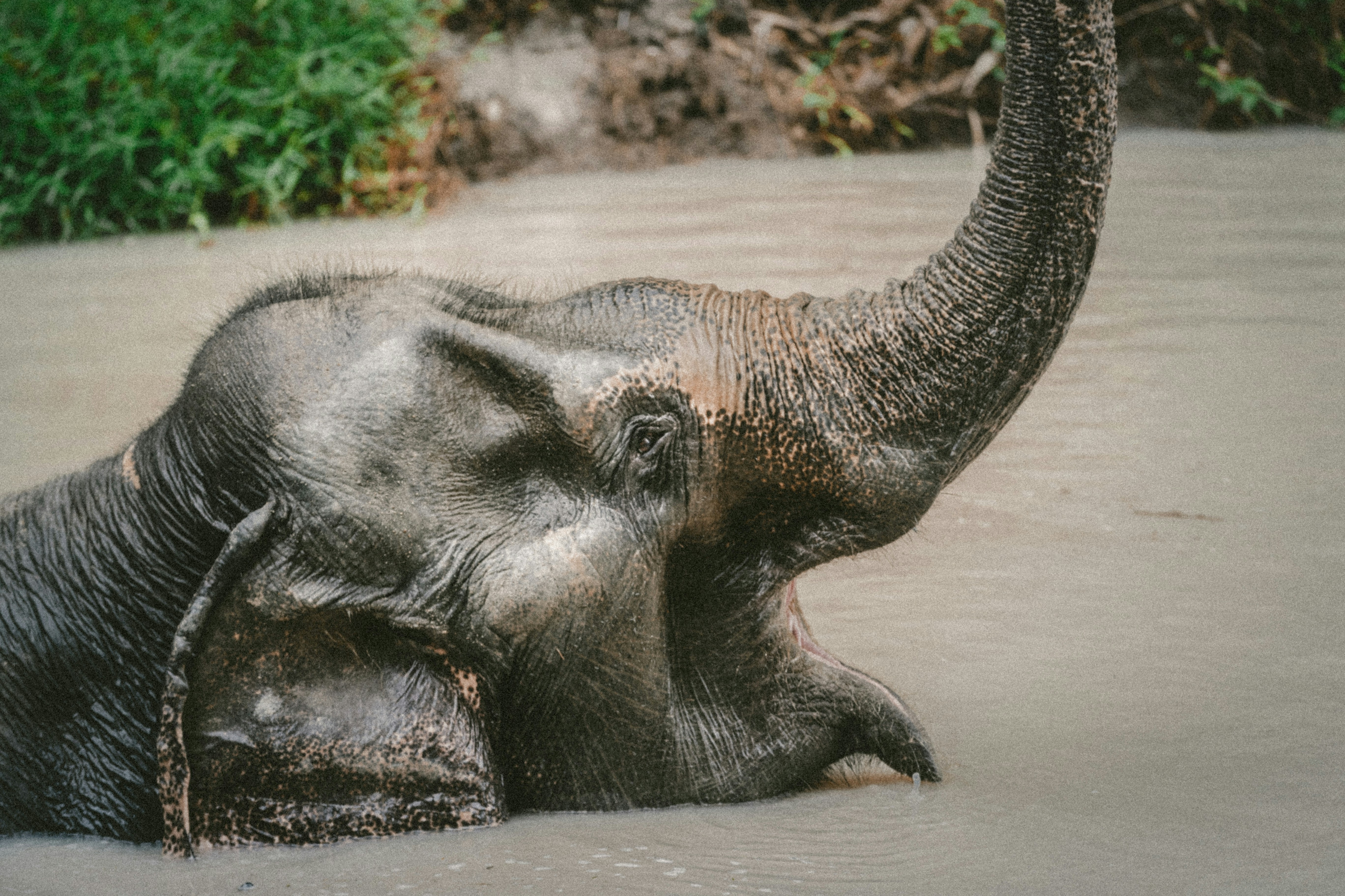 Asian Elephant Bathing in River