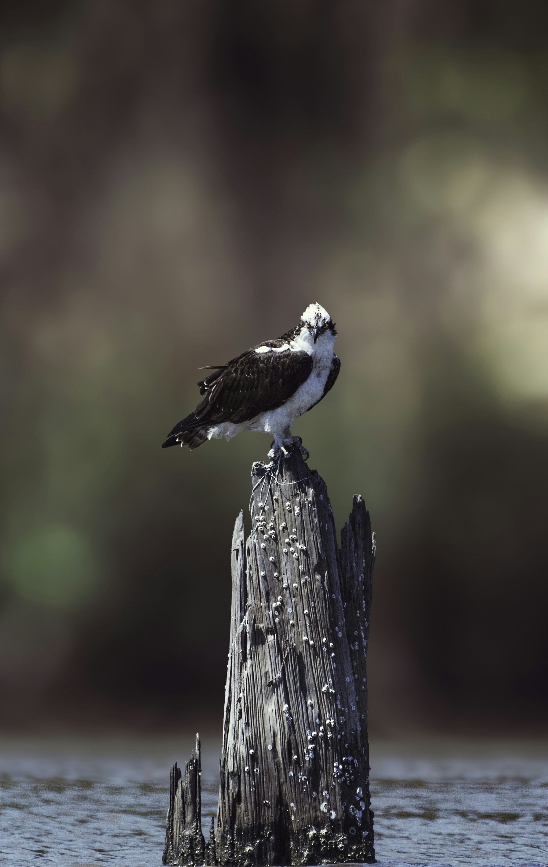 Osprey Perched on a Water Stump