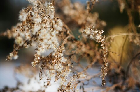 Close-up of Dried Fluffy Wild Plants