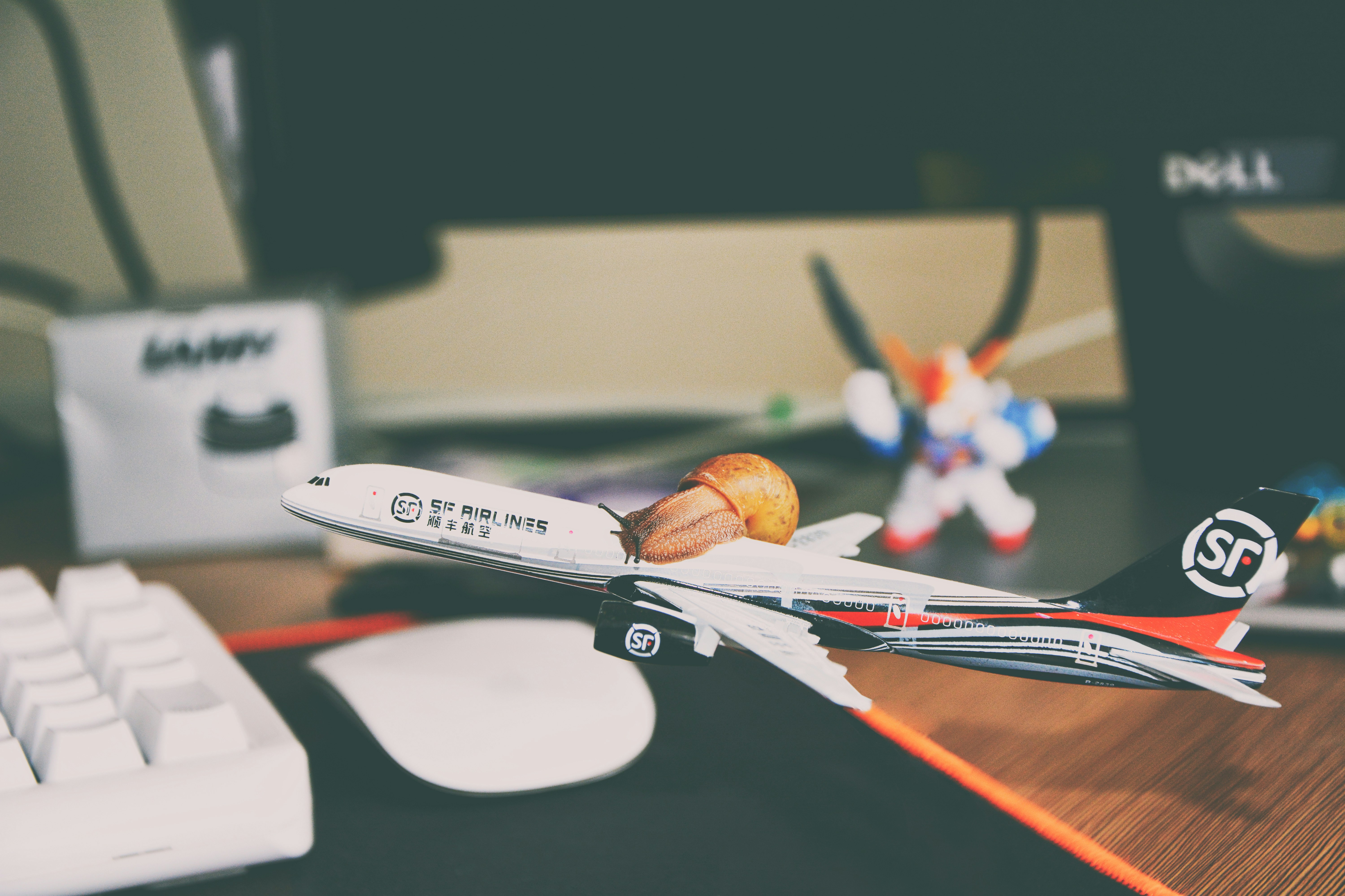 Snail on SF Airlines Model Plane