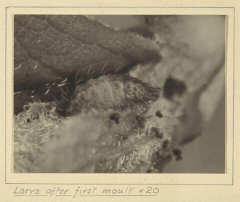 Magnified Larva After First Moult