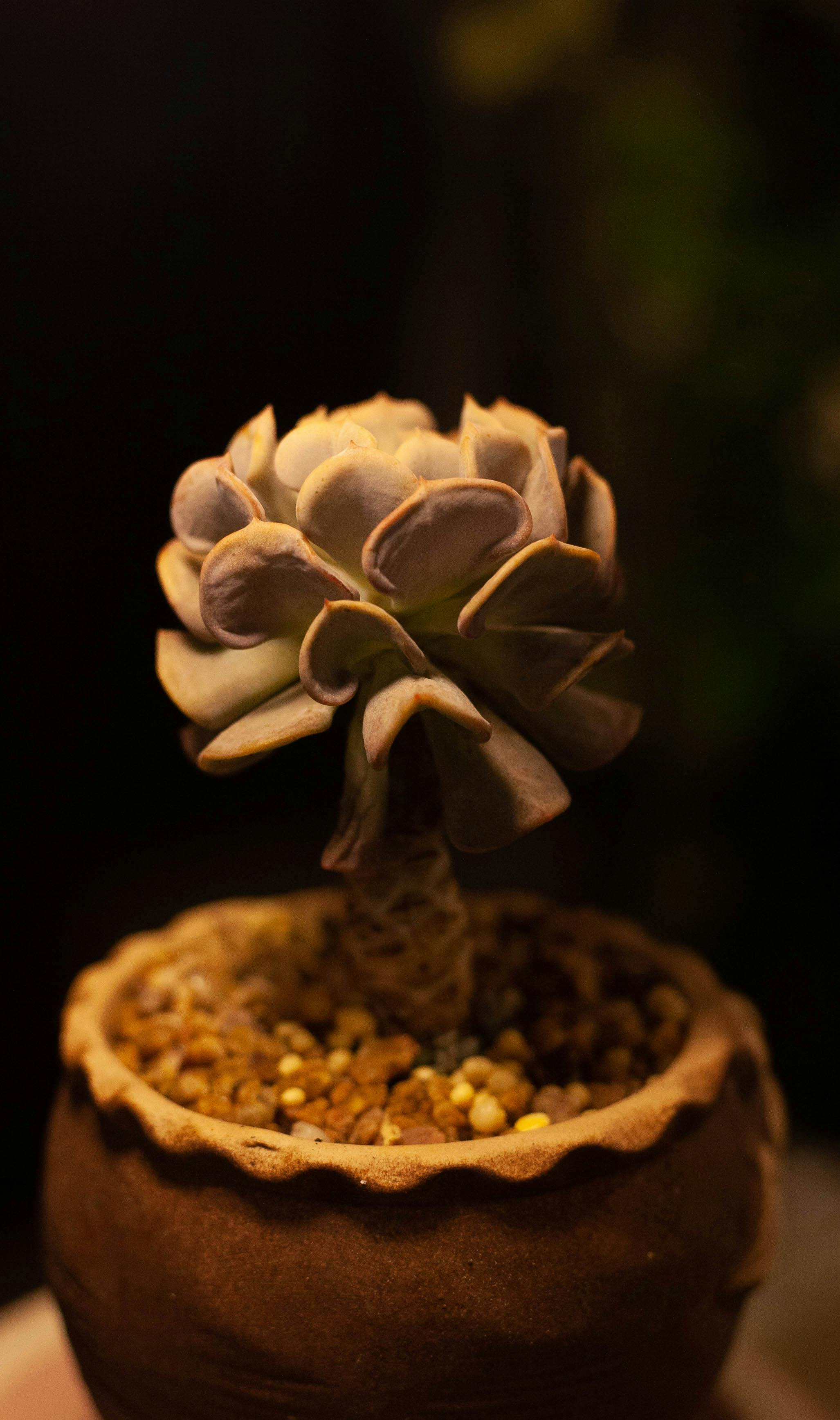 Close-up of Potted Succulent