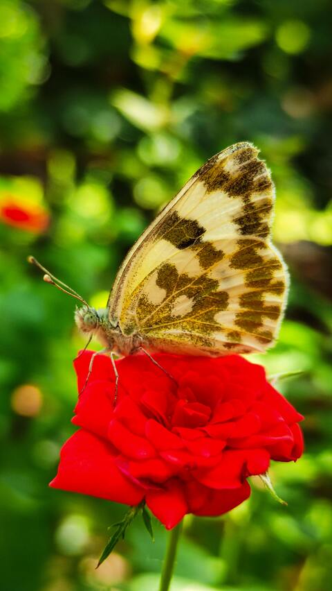Butterfly Resting on Red Rose