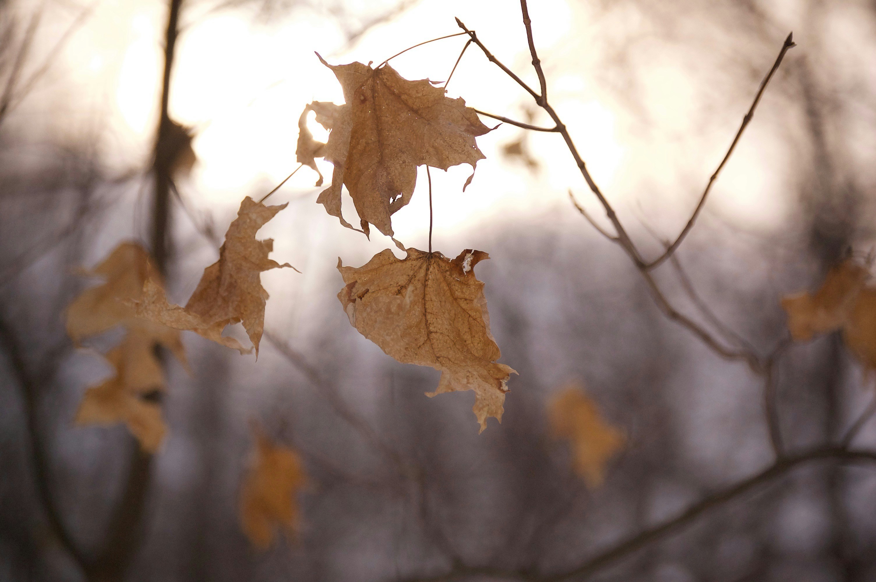 Dried Maple Leaves on Branches