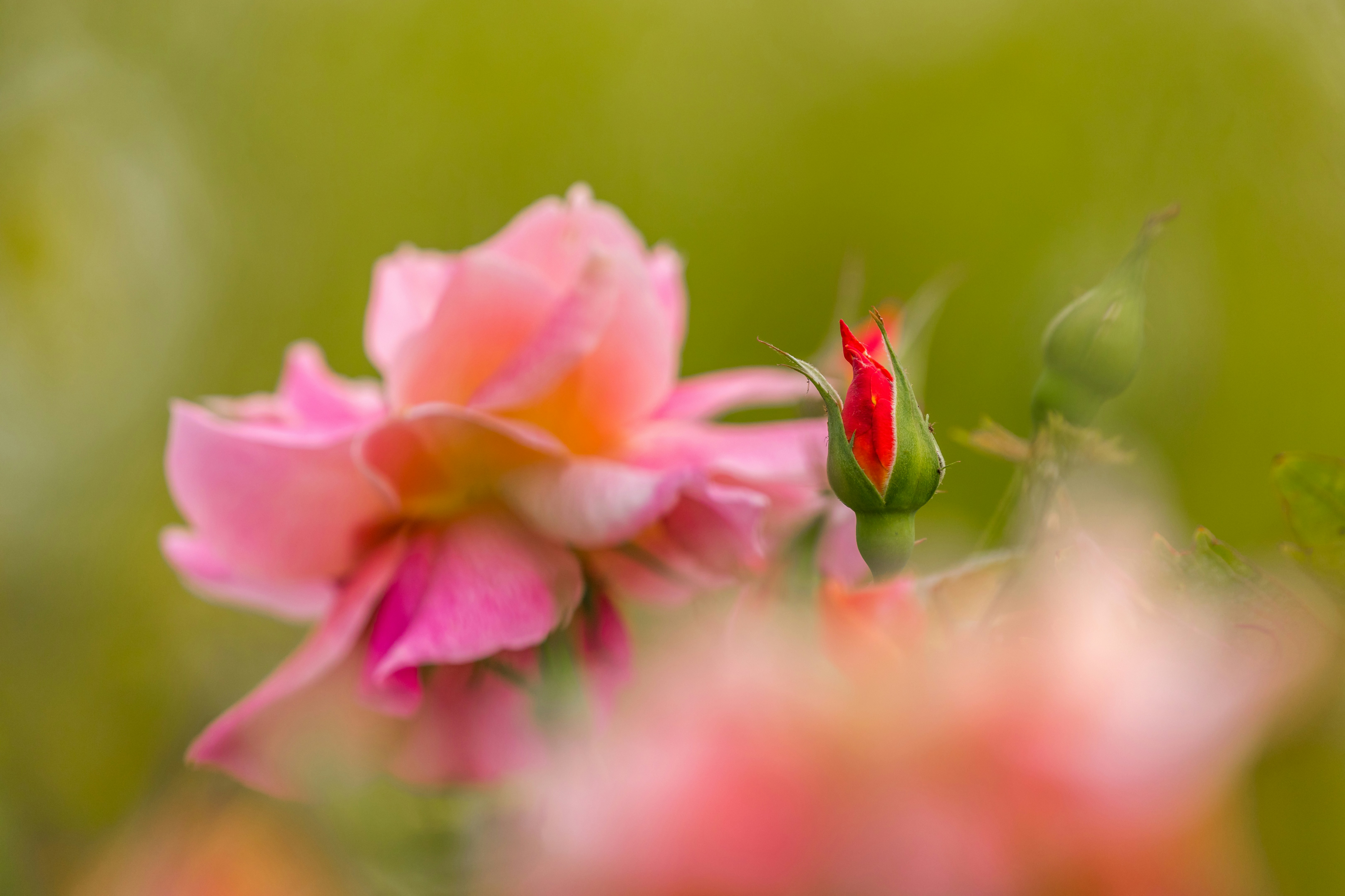 Pink Rose and Red Rose Bud