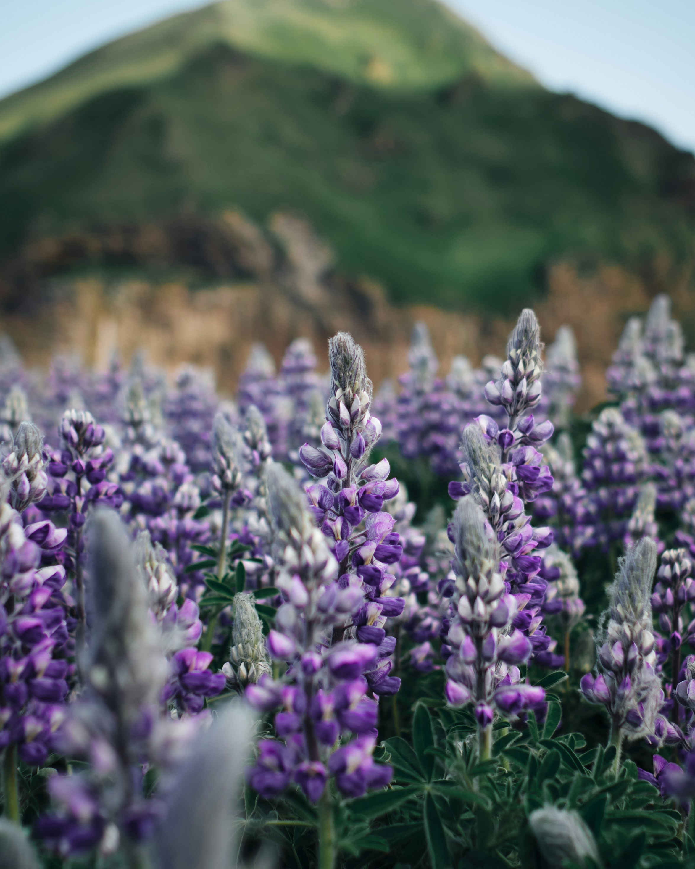 Purple Lupine Field With Green Mountain