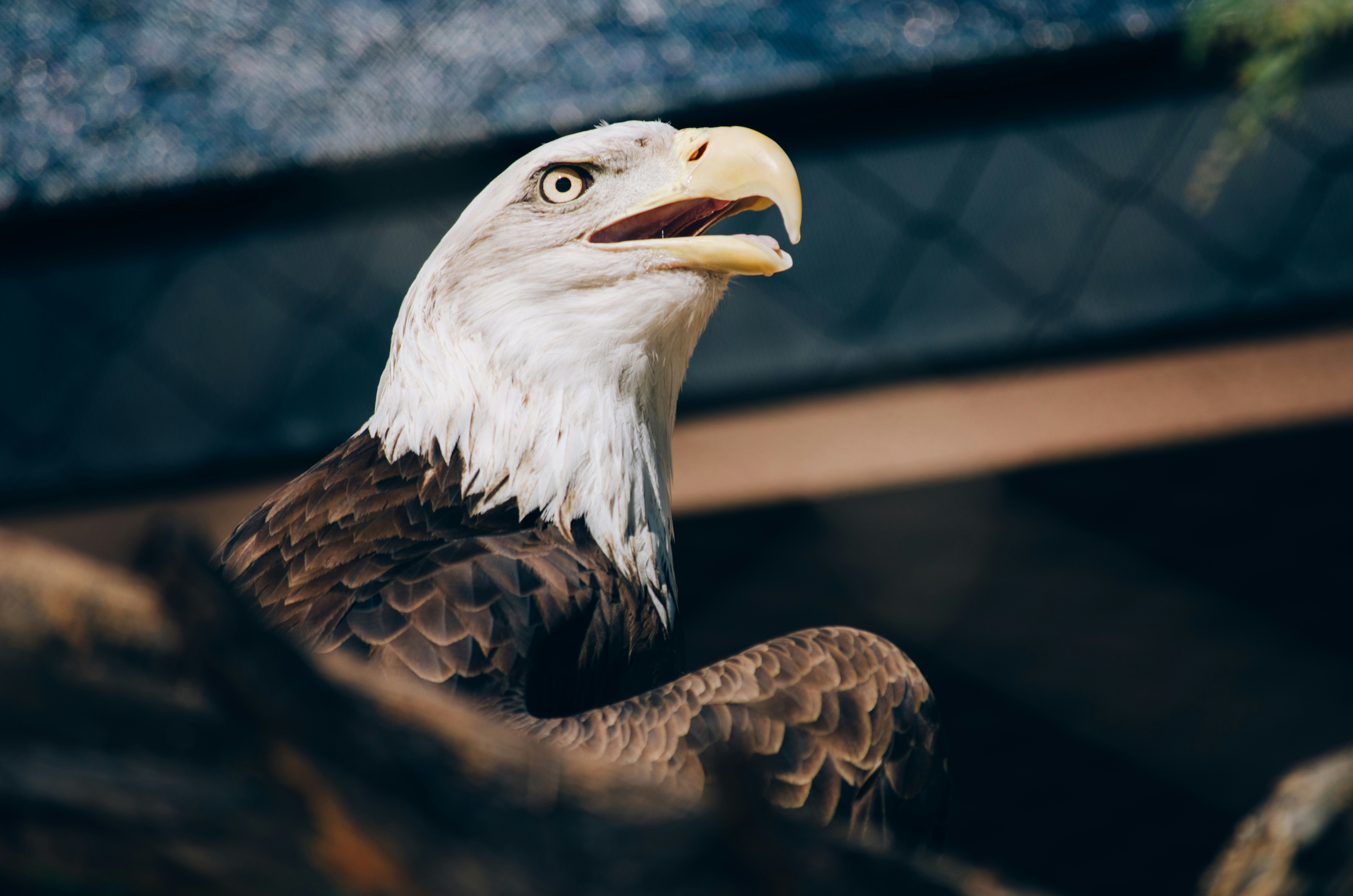 Close-up of a Bald Eagle