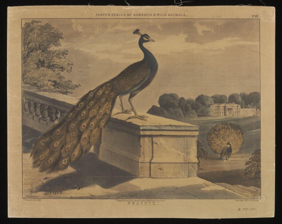 Antique Peacock Illustration