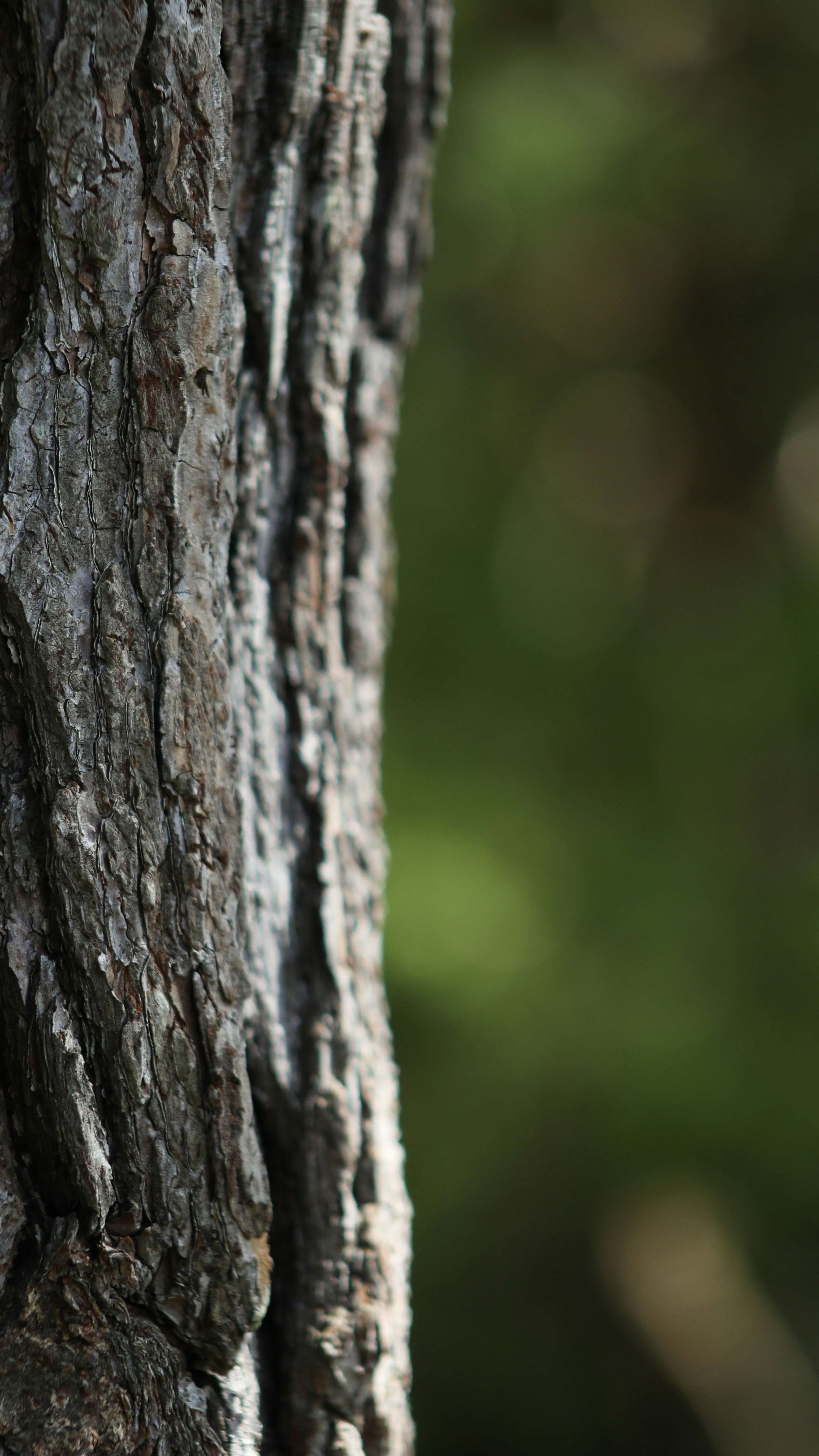 Close-up of Tree Bark