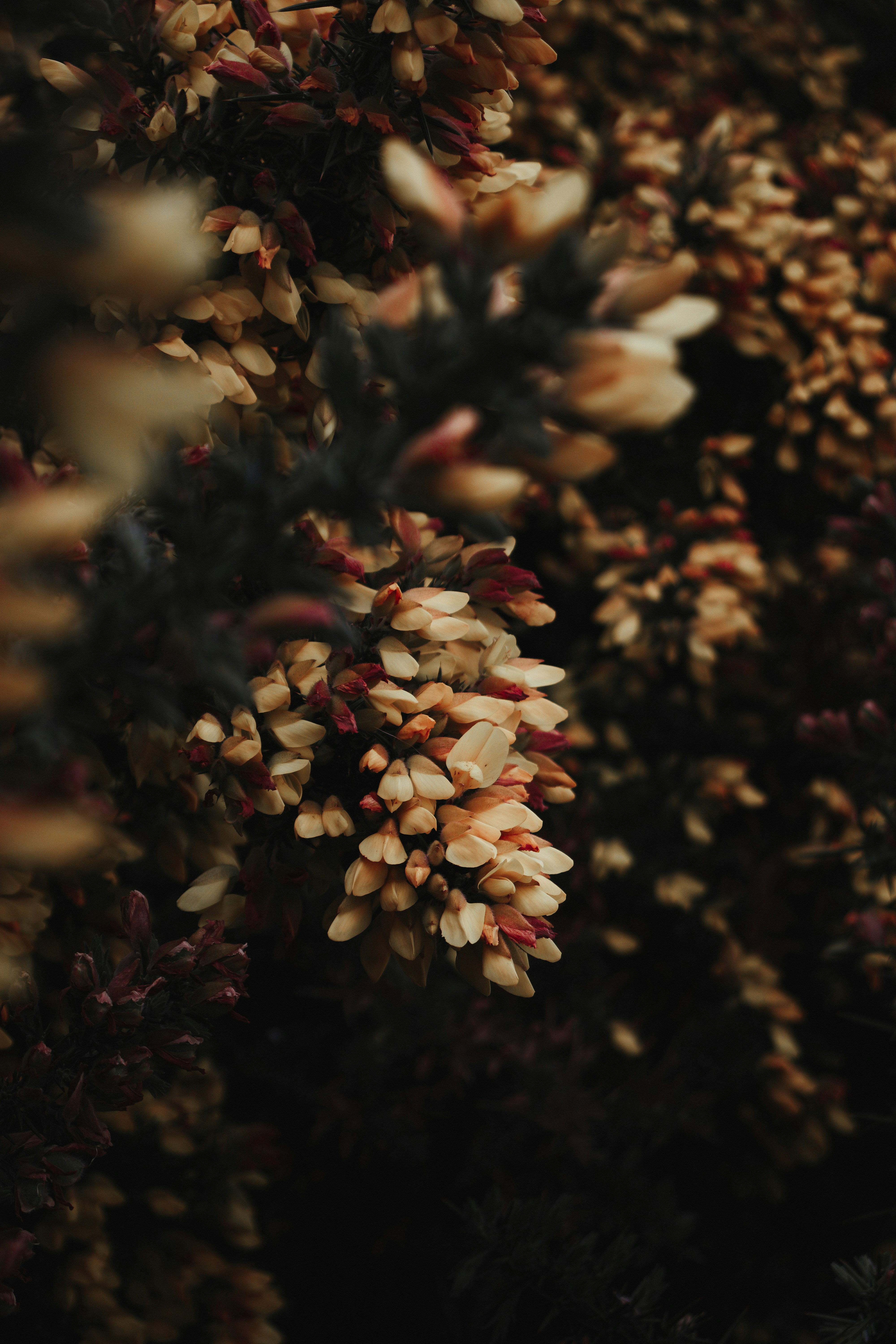 Clustered Pale Wild Flowers