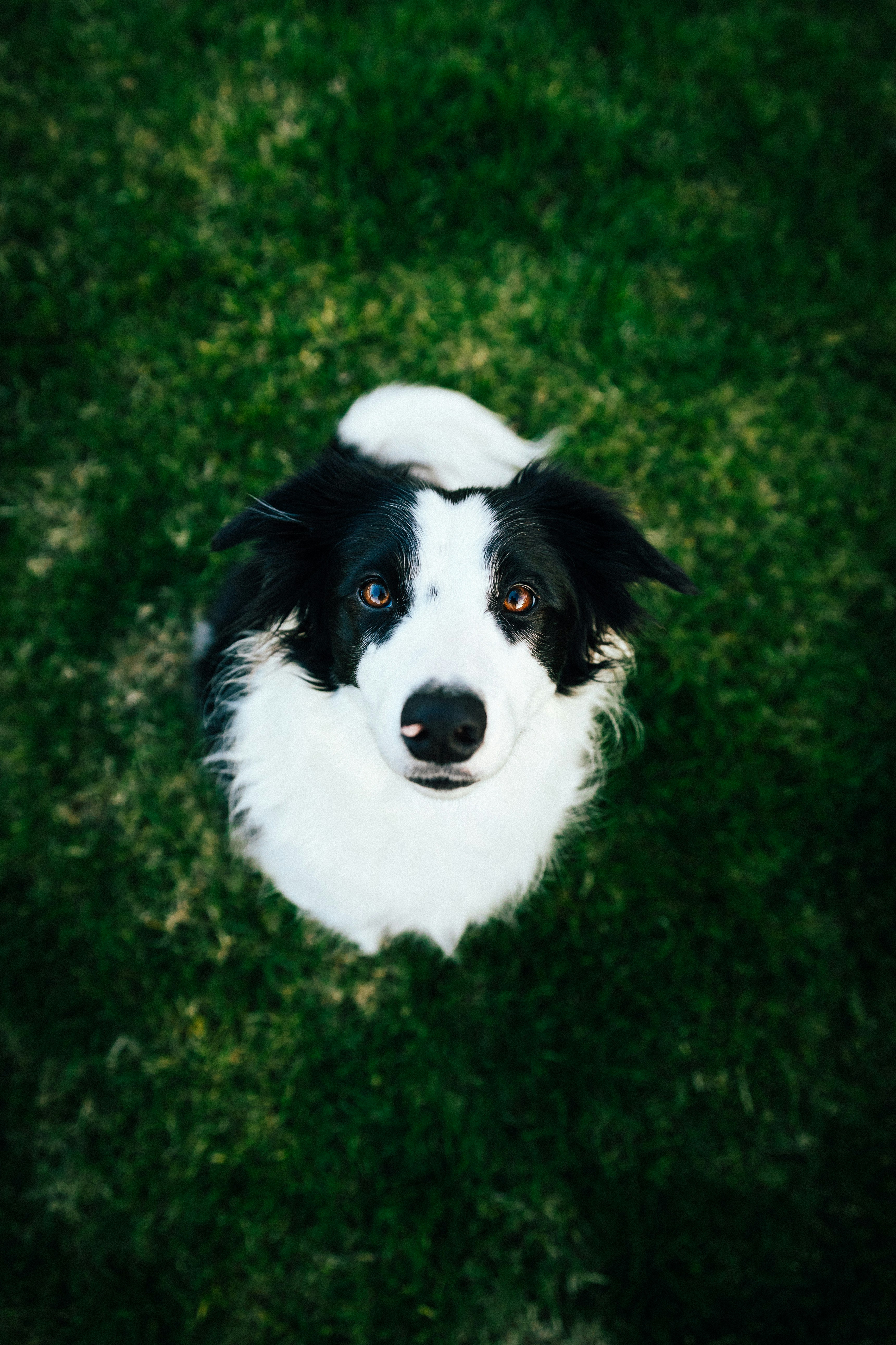 Black and White Border Collie on Grass