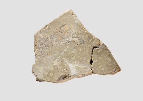 Broken Fossil Rock Specimen