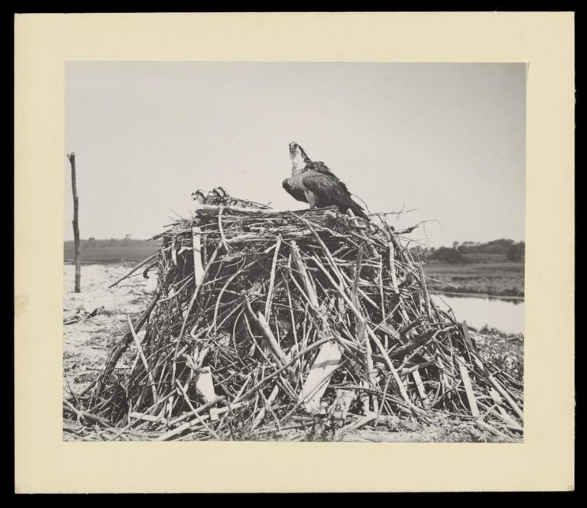 Osprey Family in Large Nest