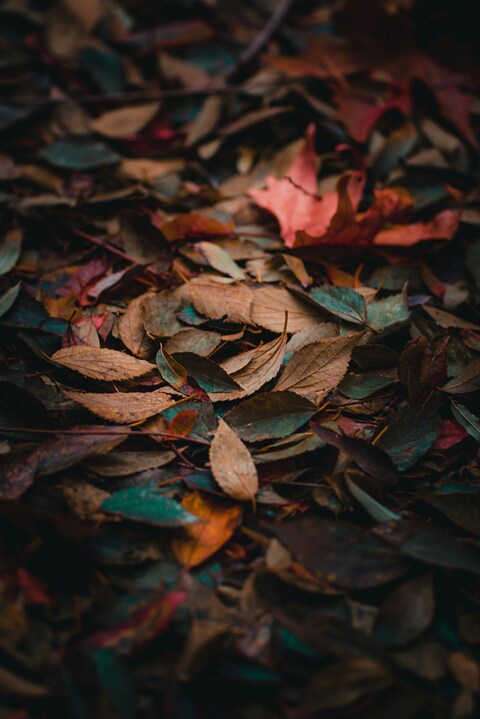 Fallen Autumn Leaves