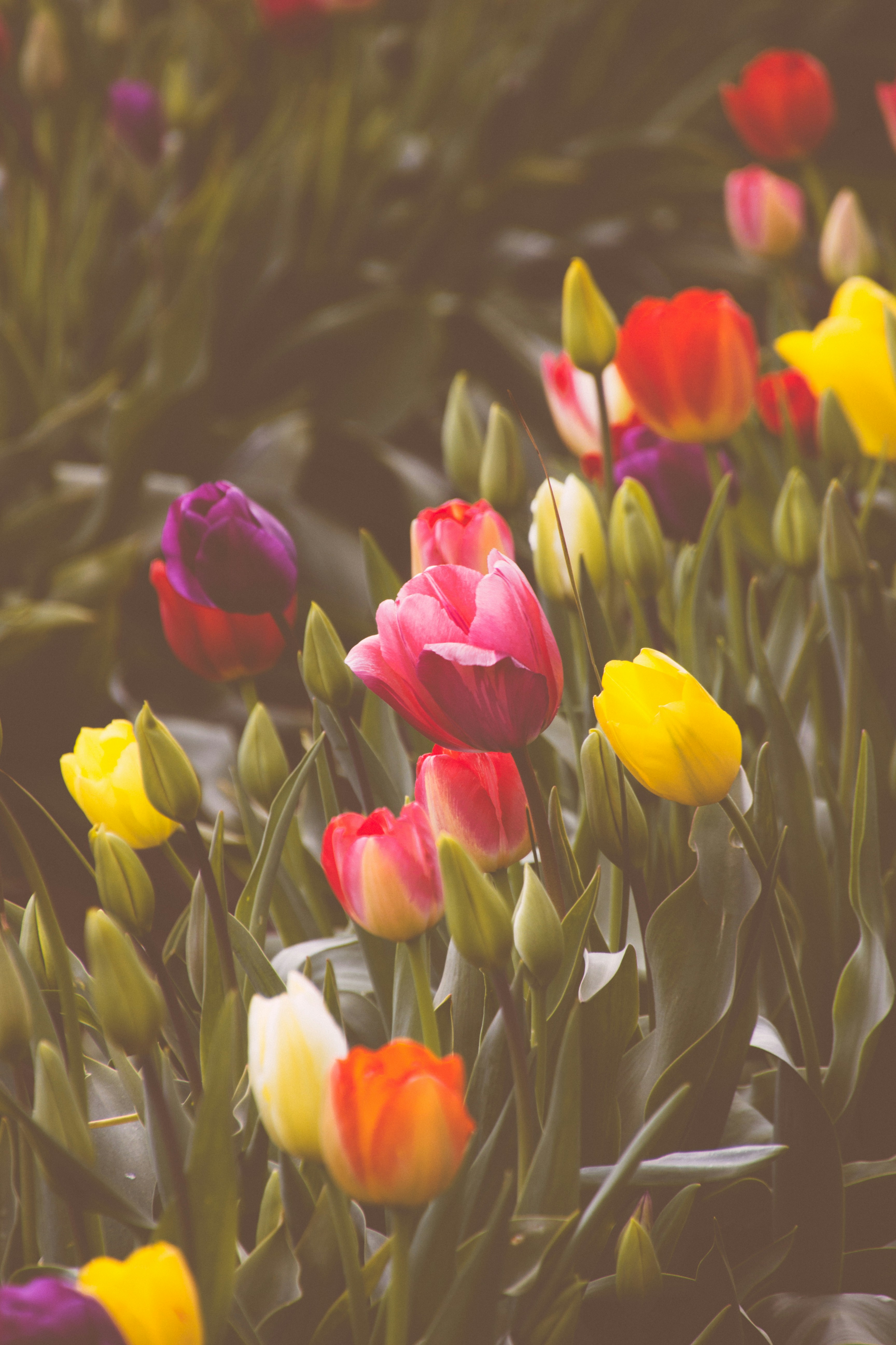 Colorful Blooming Tulips