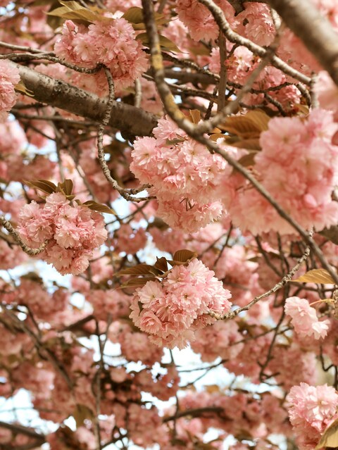 Blooming Pink Cherry Blossoms
