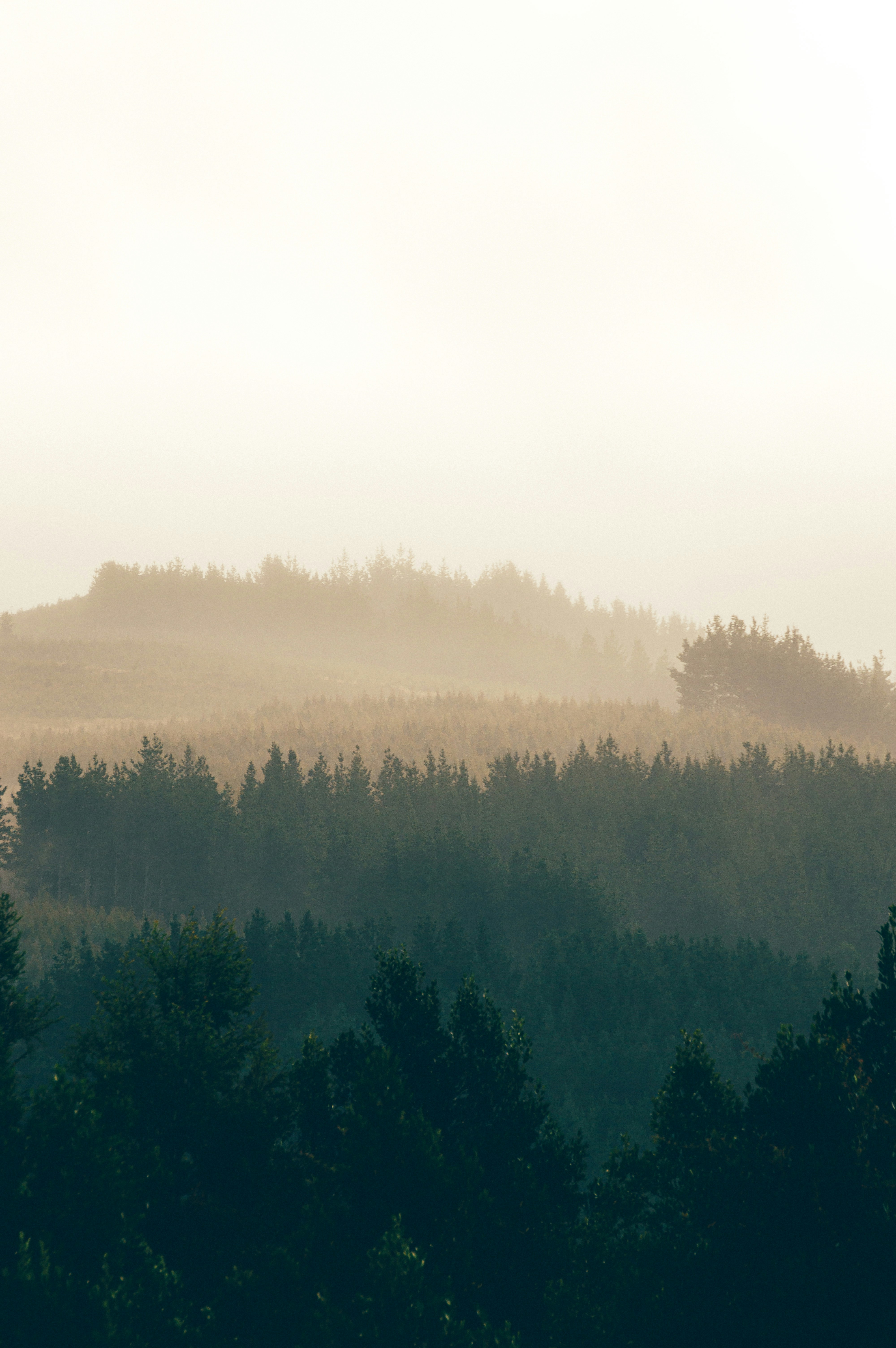 Misty Layered Forest Hills