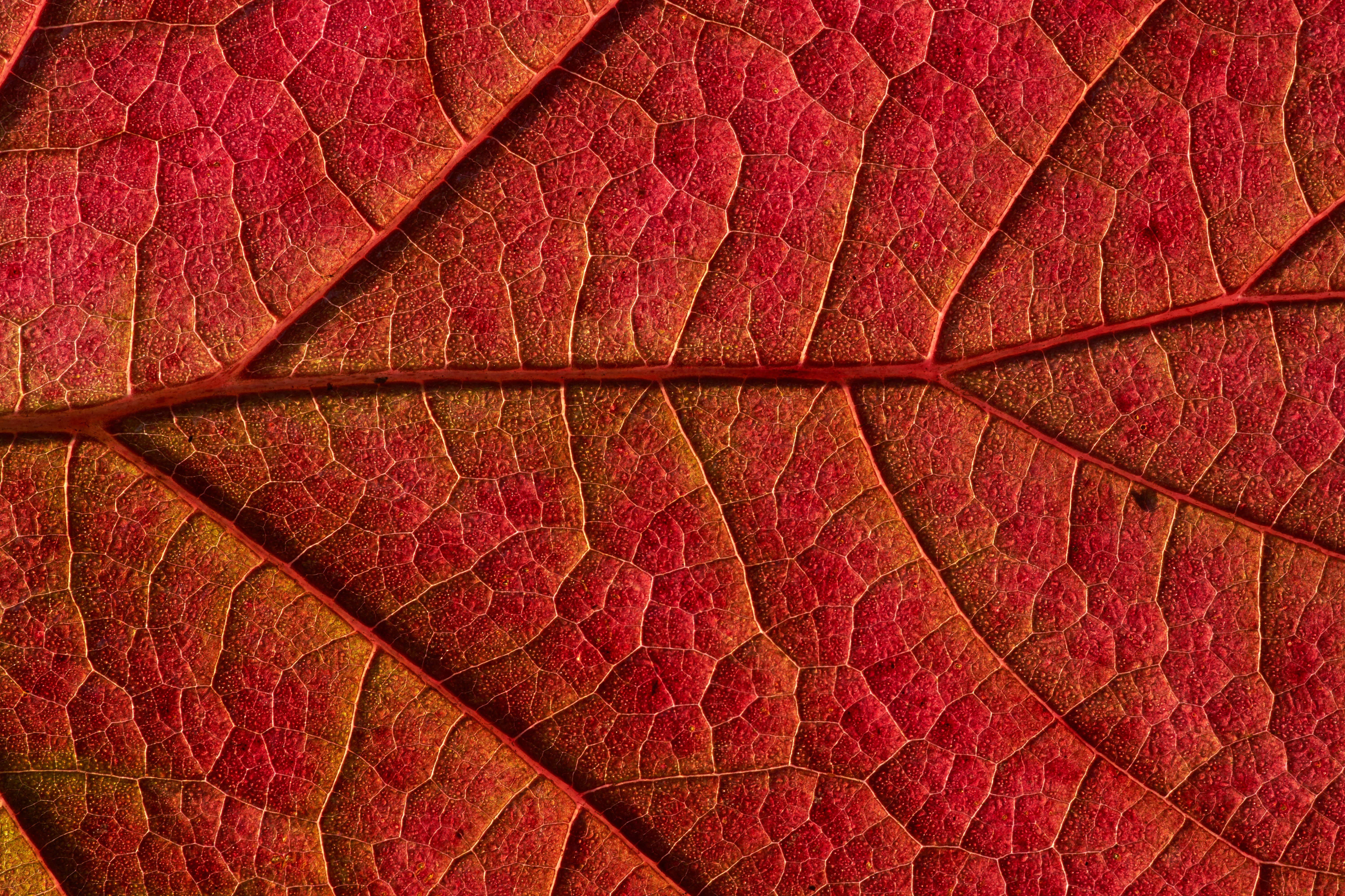 Close-up of Red Leaf Veins