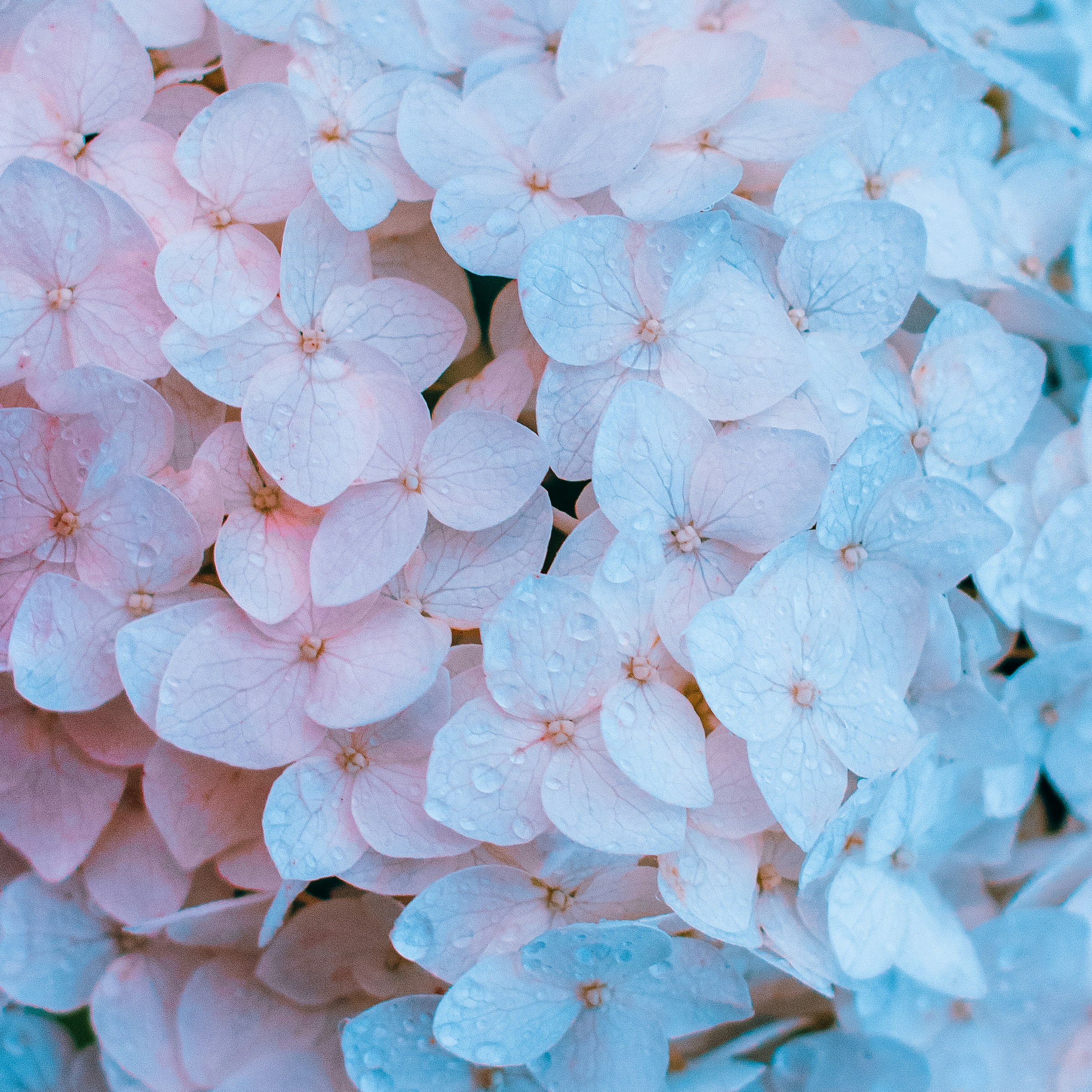 Pink and Blue Hydrangea Close-up