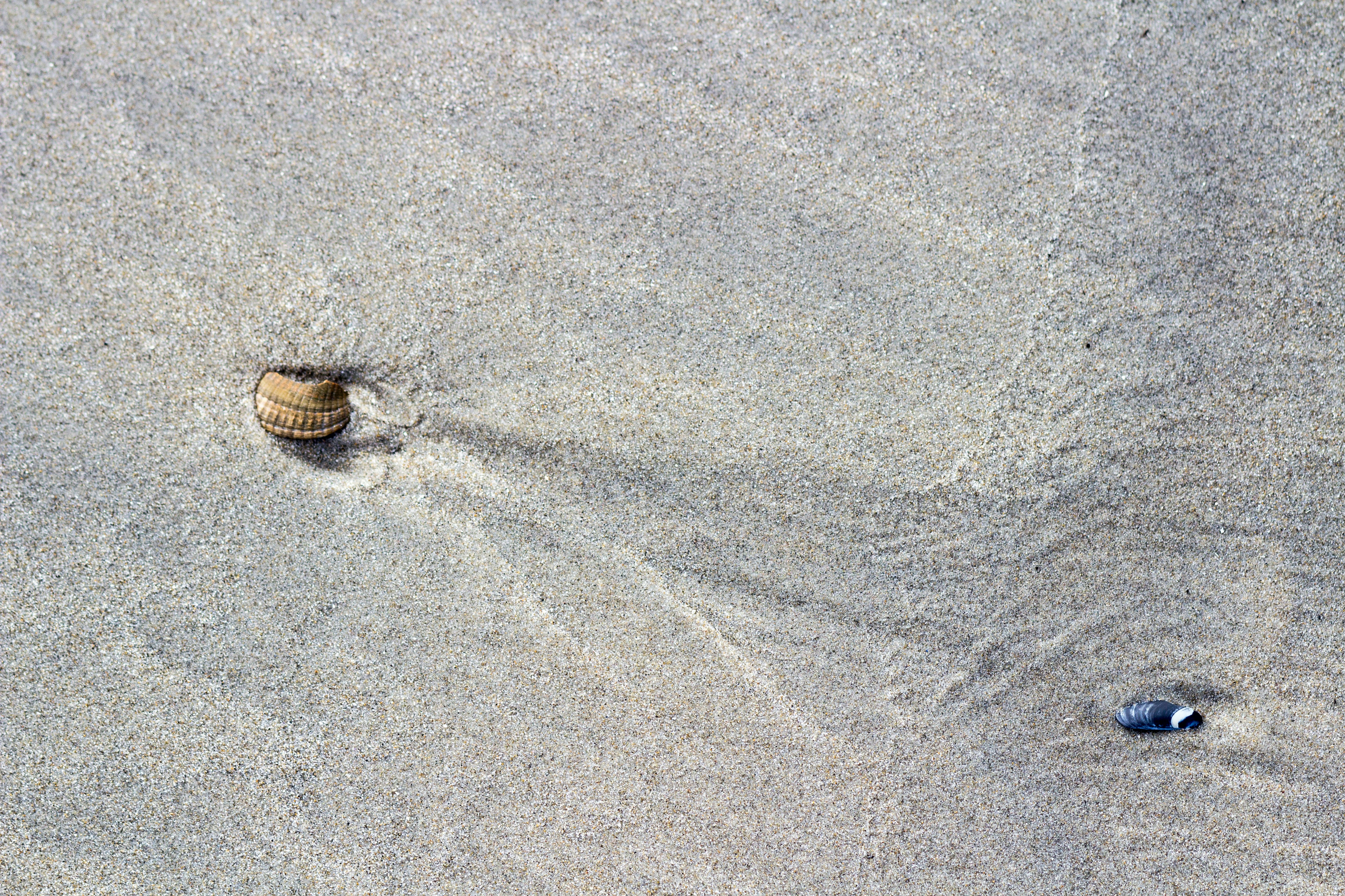 Two seashells on beach sand