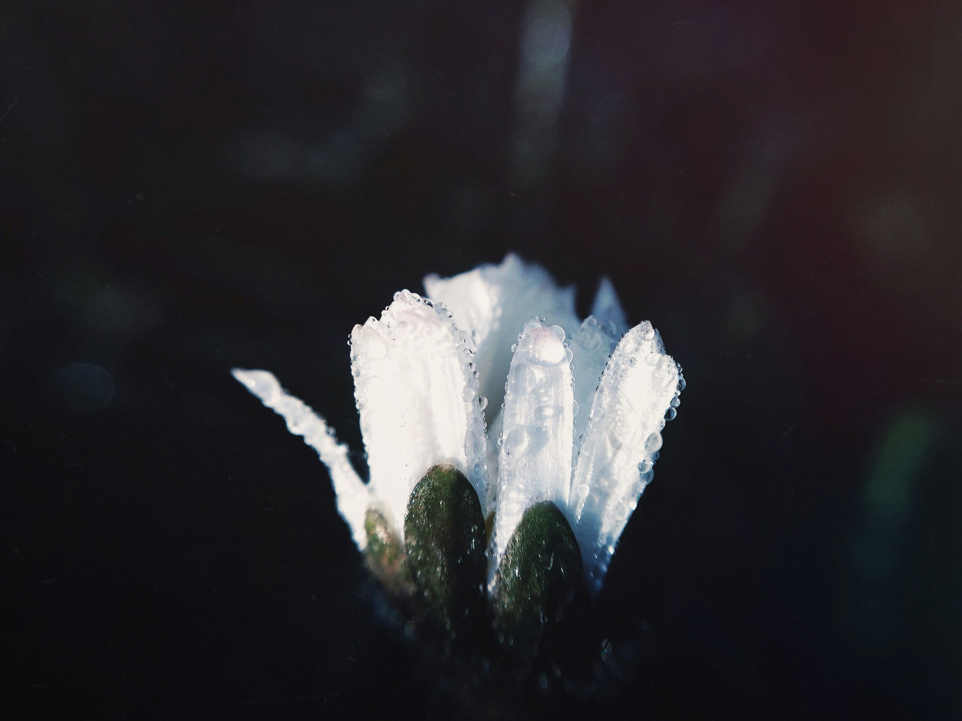 Dew-Covered White Flower Bud
