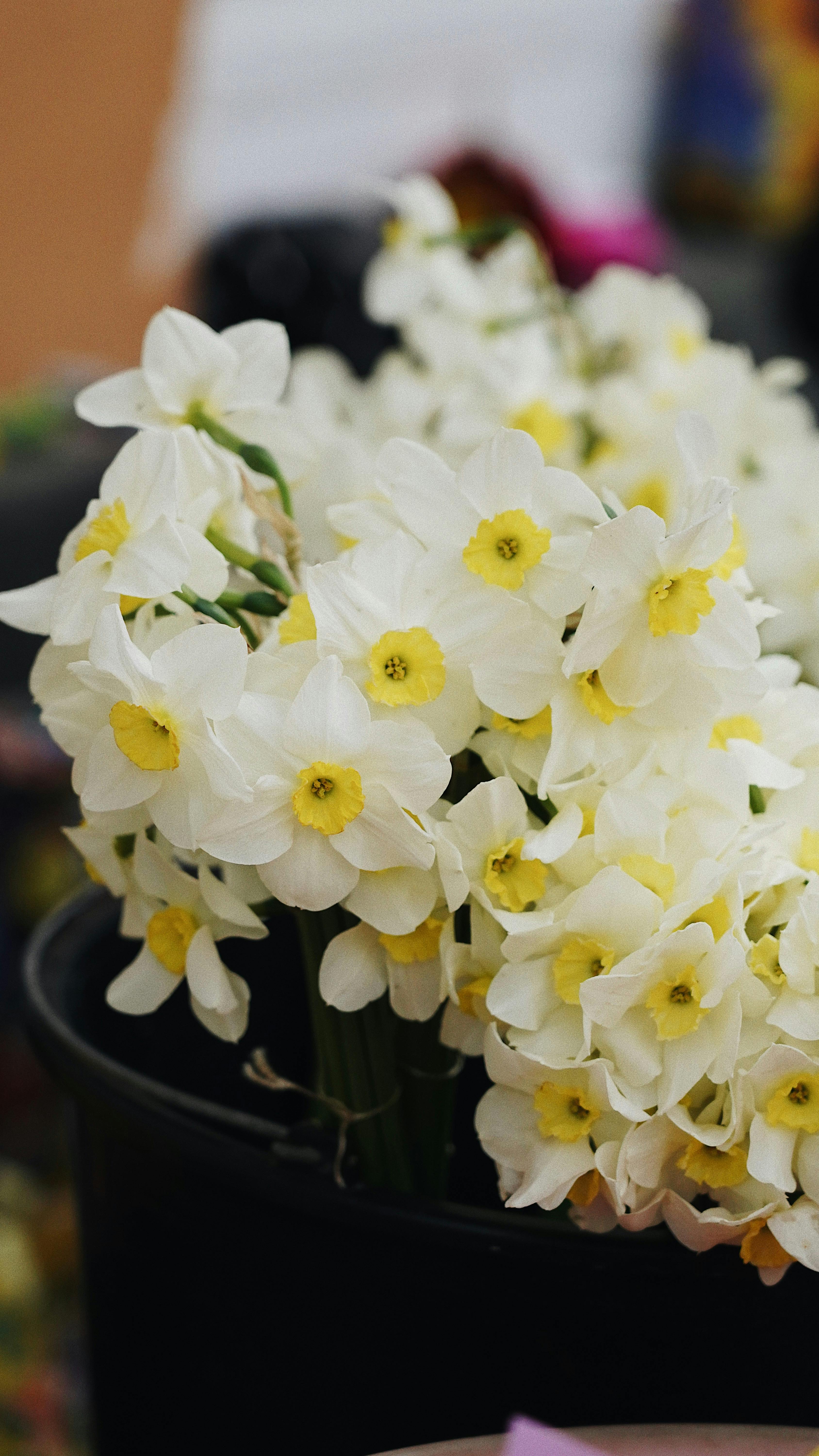 Bunch of White Daffodils