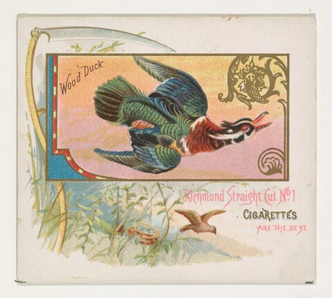 Vintage Wood Duck Cigarette Card