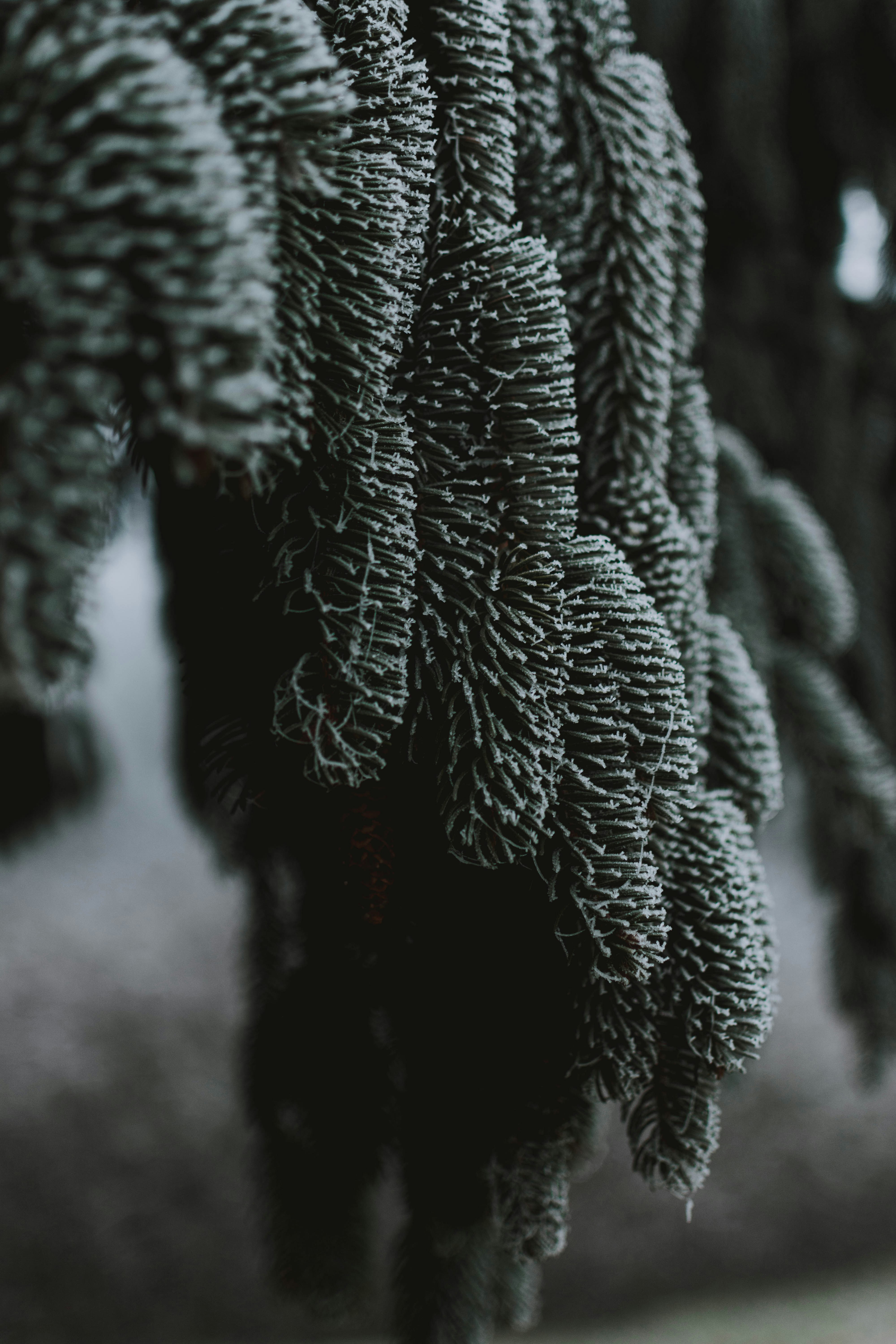 Frosted Spruce Branches